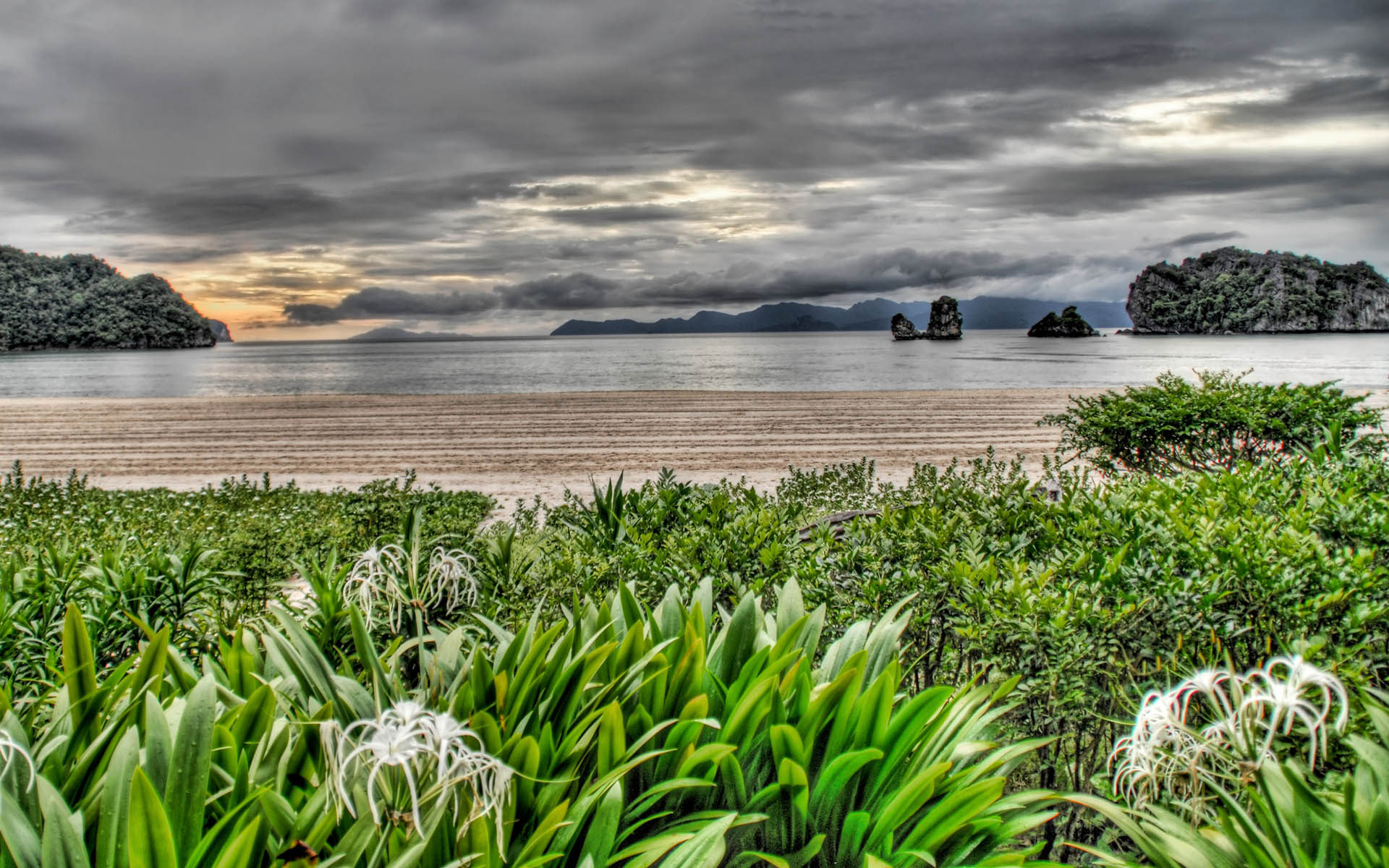 Wallpapers shore vegetation sea on the desktop