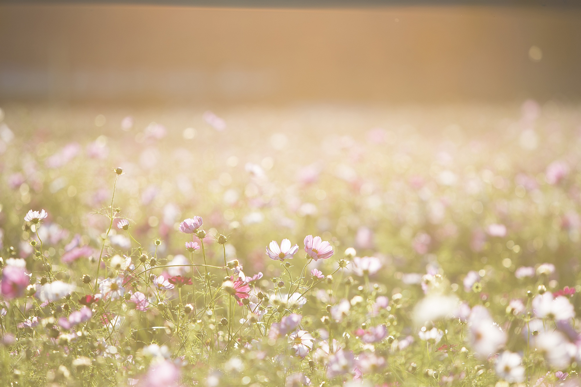 Free photo A summer sunny day in a field with delicate flowers