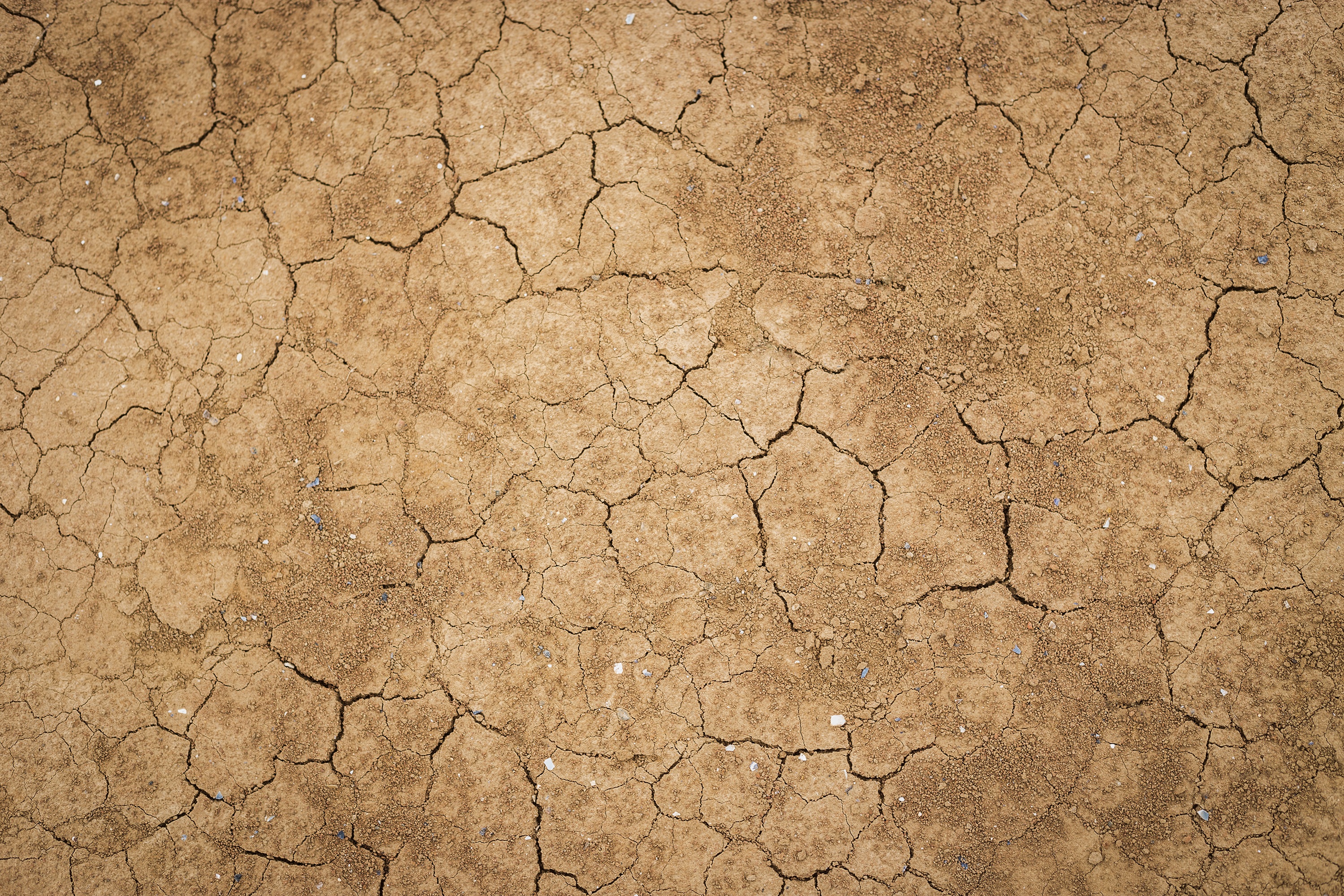 Земля, иссушенная солнцем, растрескалась, словно старая кожа.