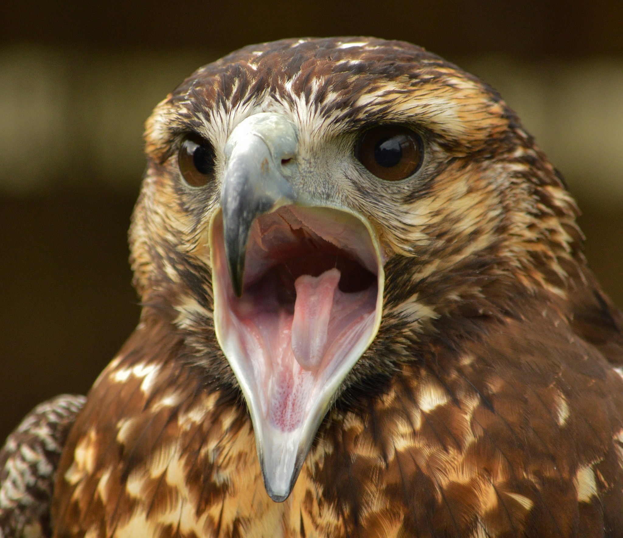 Бесплатное фото Удивленный ястреб