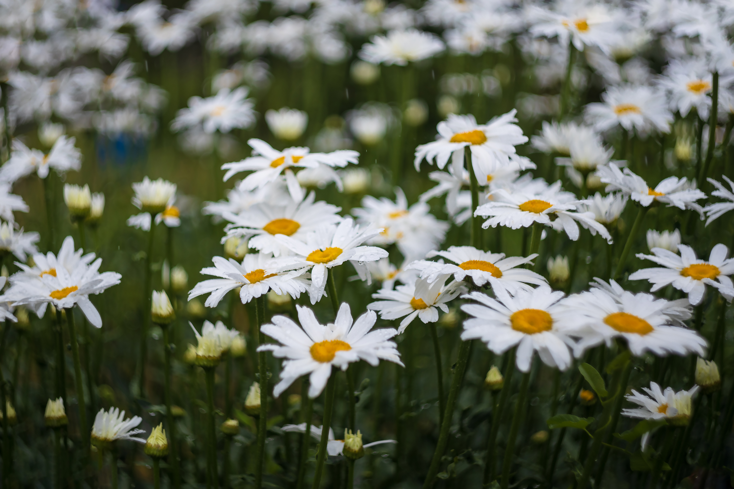 Ромашки под дождём