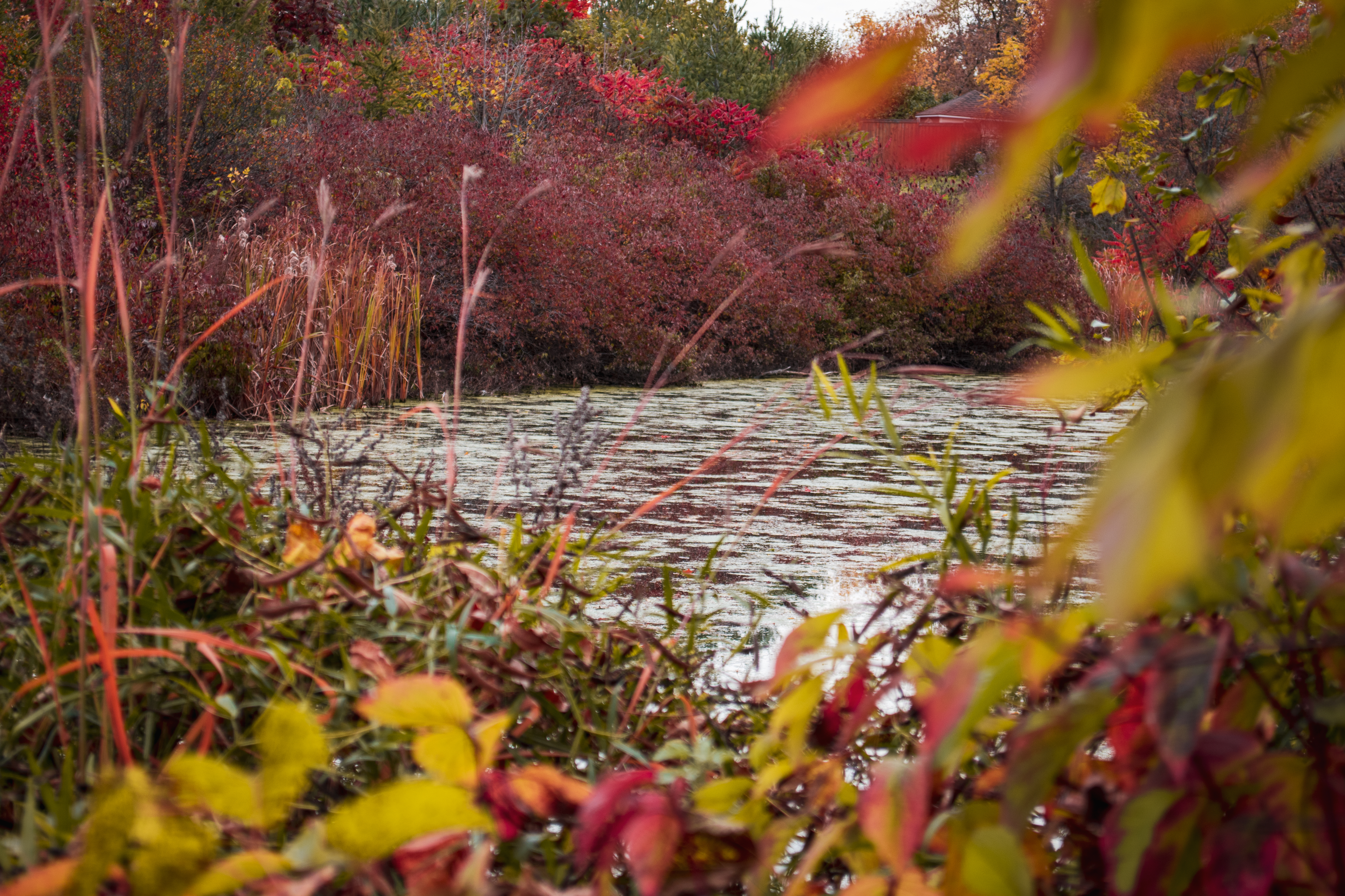 Free photo Autumn river bank with leaves