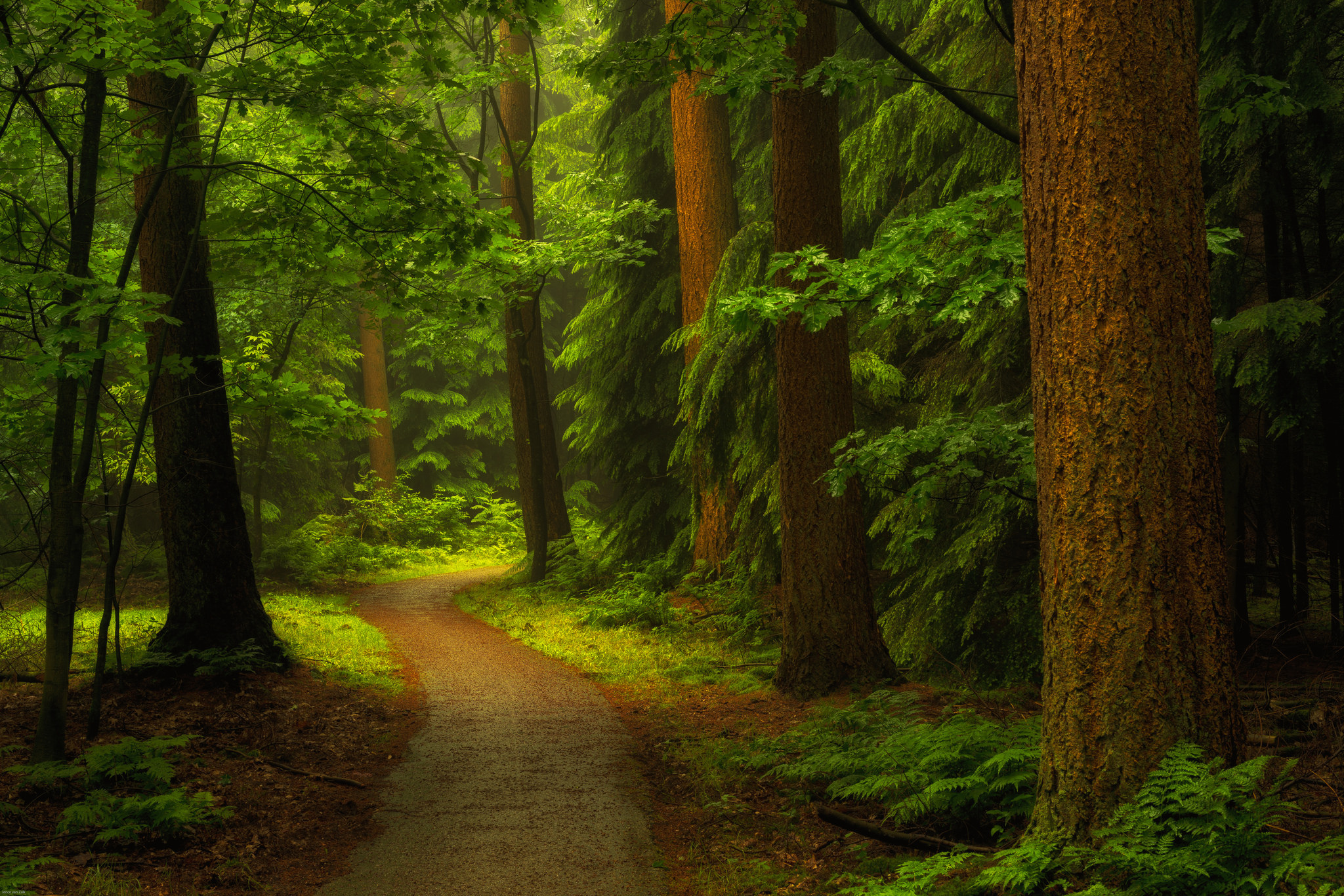 Wallpapers road through the forest doroga green leaves on the desktop