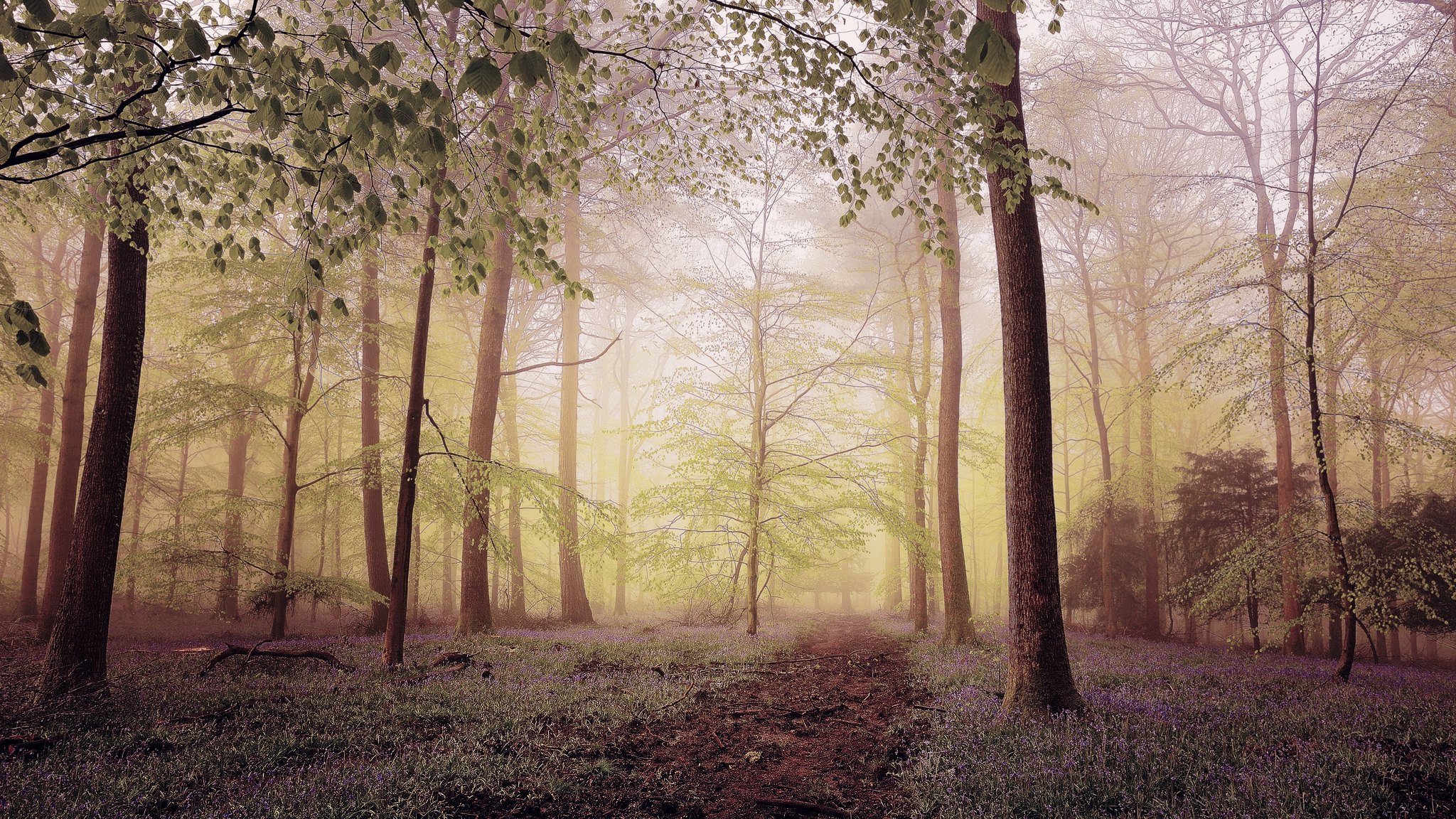 Free photo Path in the woods