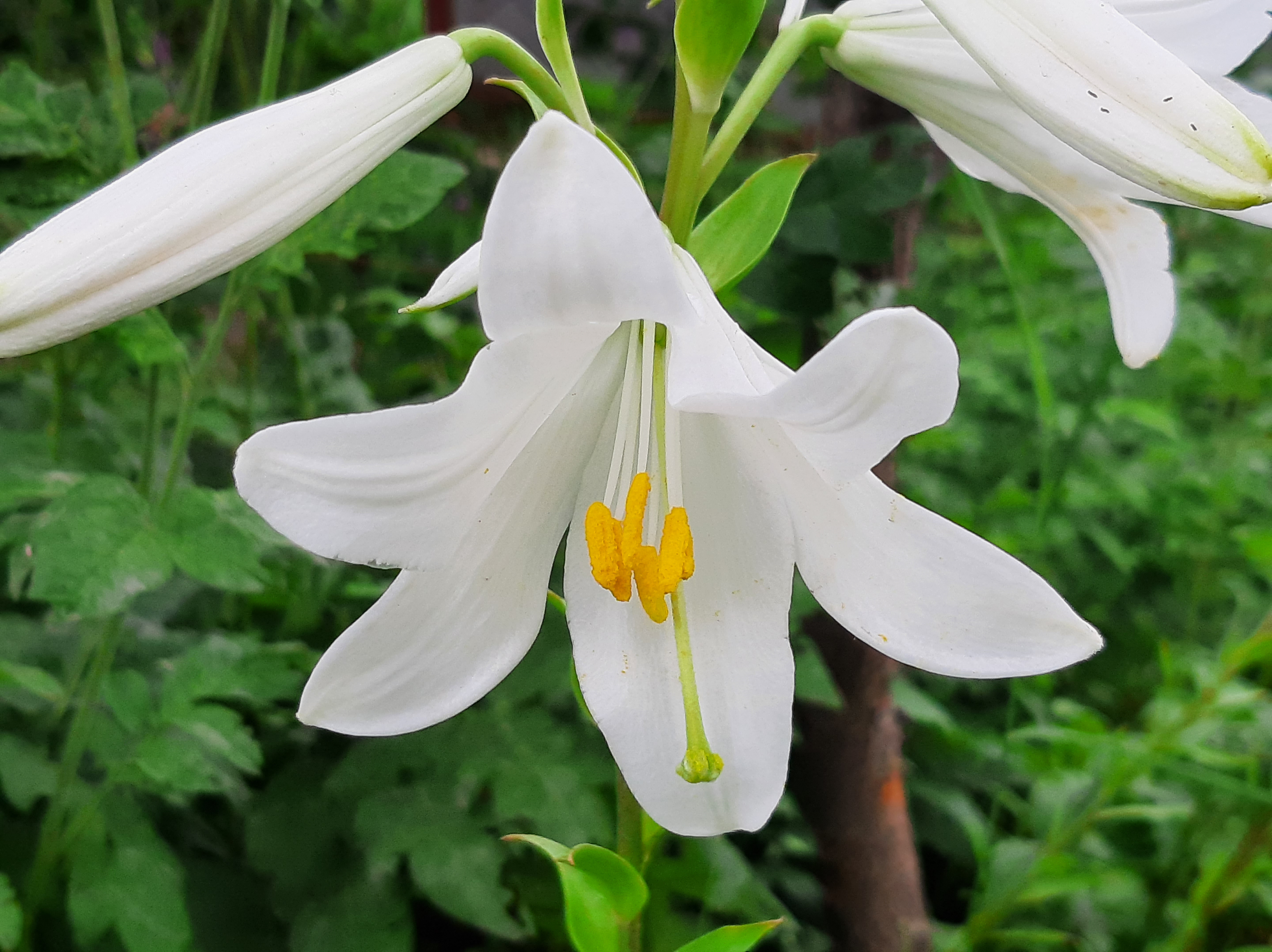 一朵盛开的白百合花