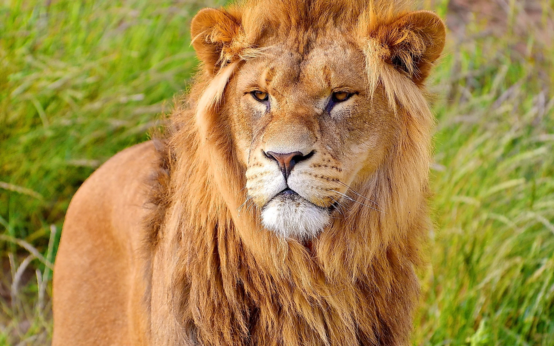 Free photo A lion on a walk