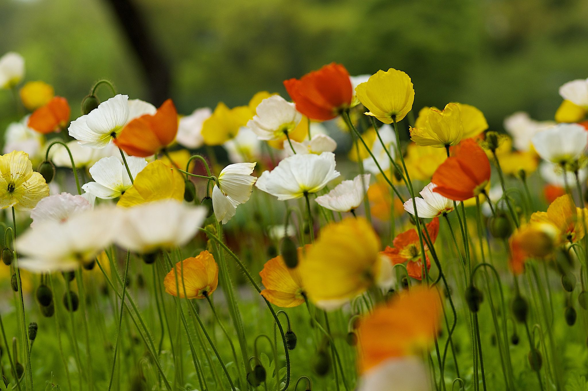 Wallpapers flower field of colorful flowers field nature on the desktop