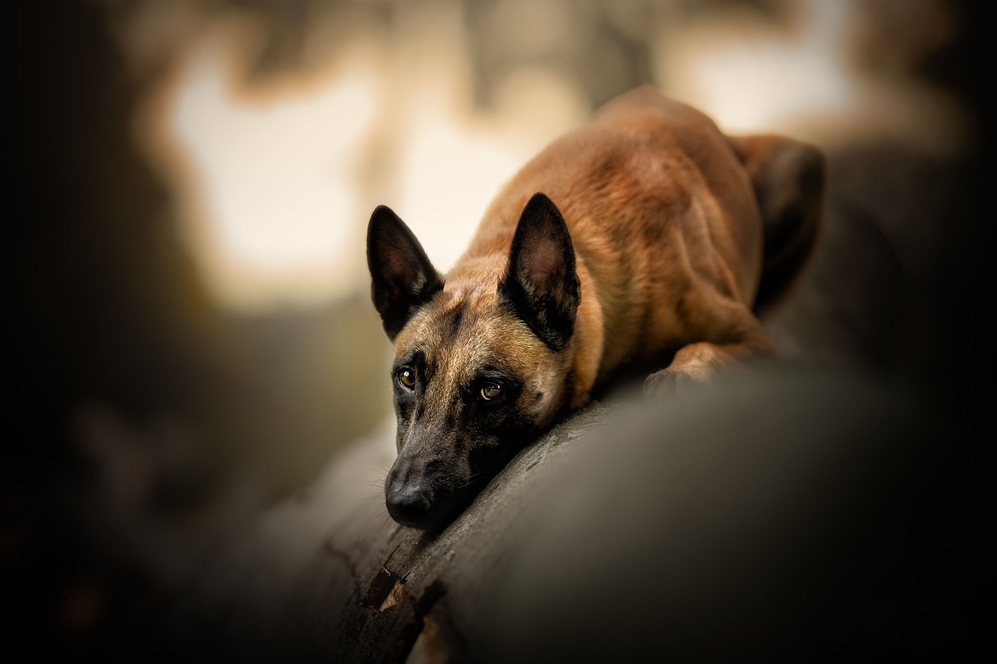 Free photo A dog resting on a fallen tree