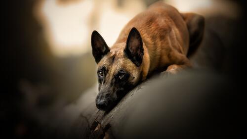 Бесплатное фото Собака отдыхает на упавшем дереве