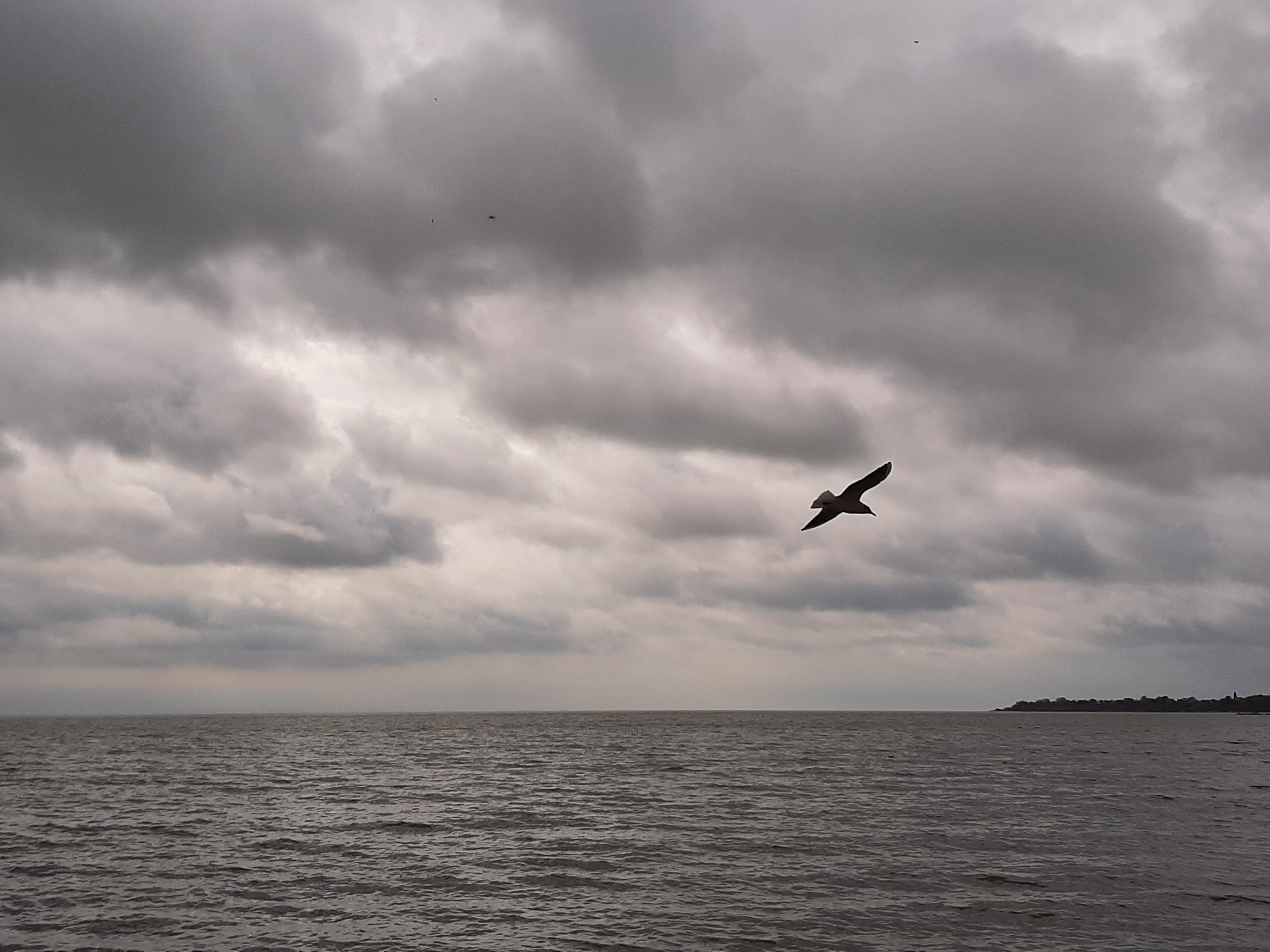 Wallpapers gull sky sea on the desktop