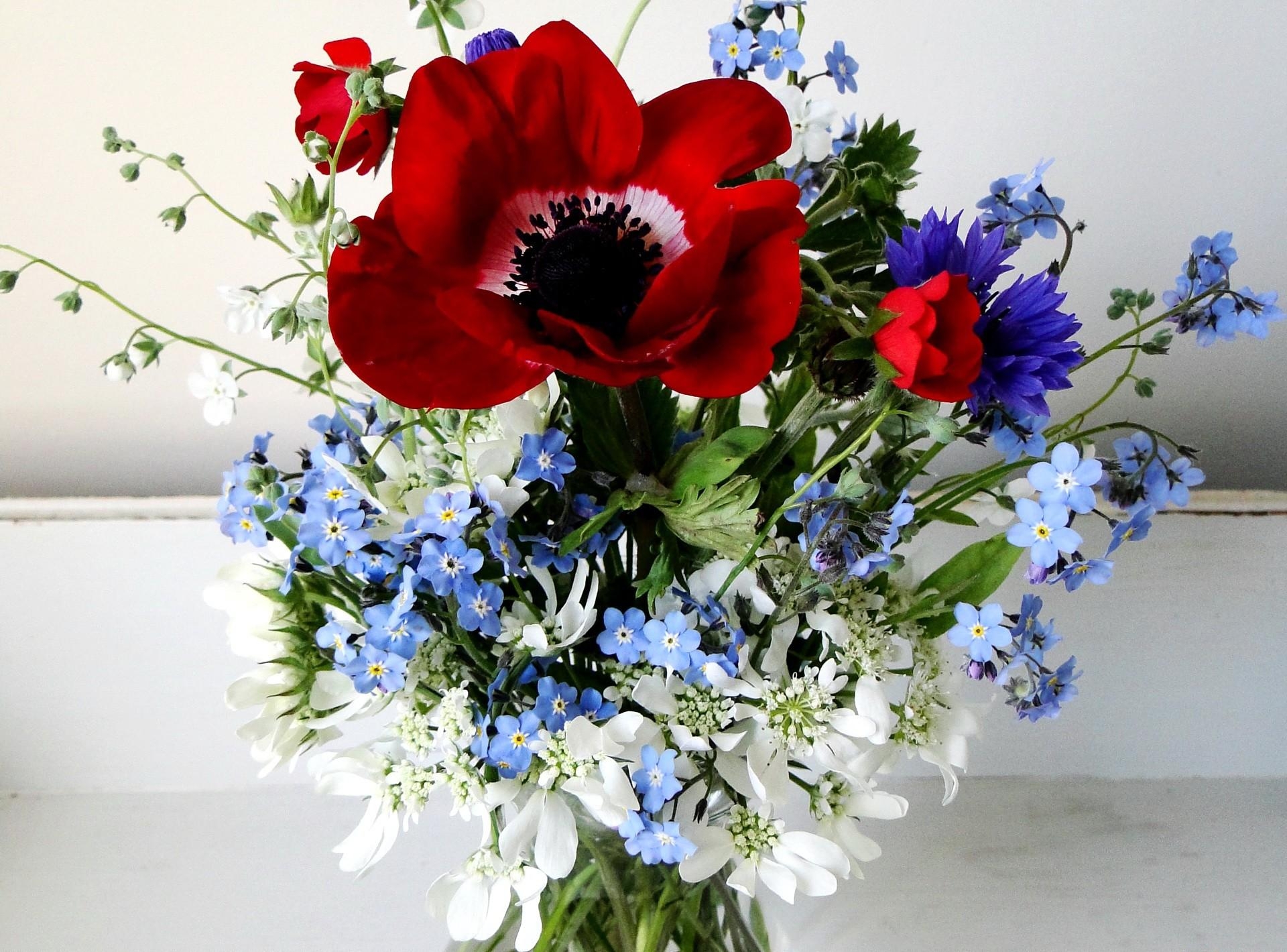 Обои мак василёк цветы на рабочий стол