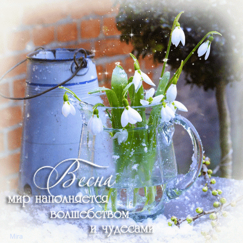 主题为安息香属 春季 动画的明信片免费下载