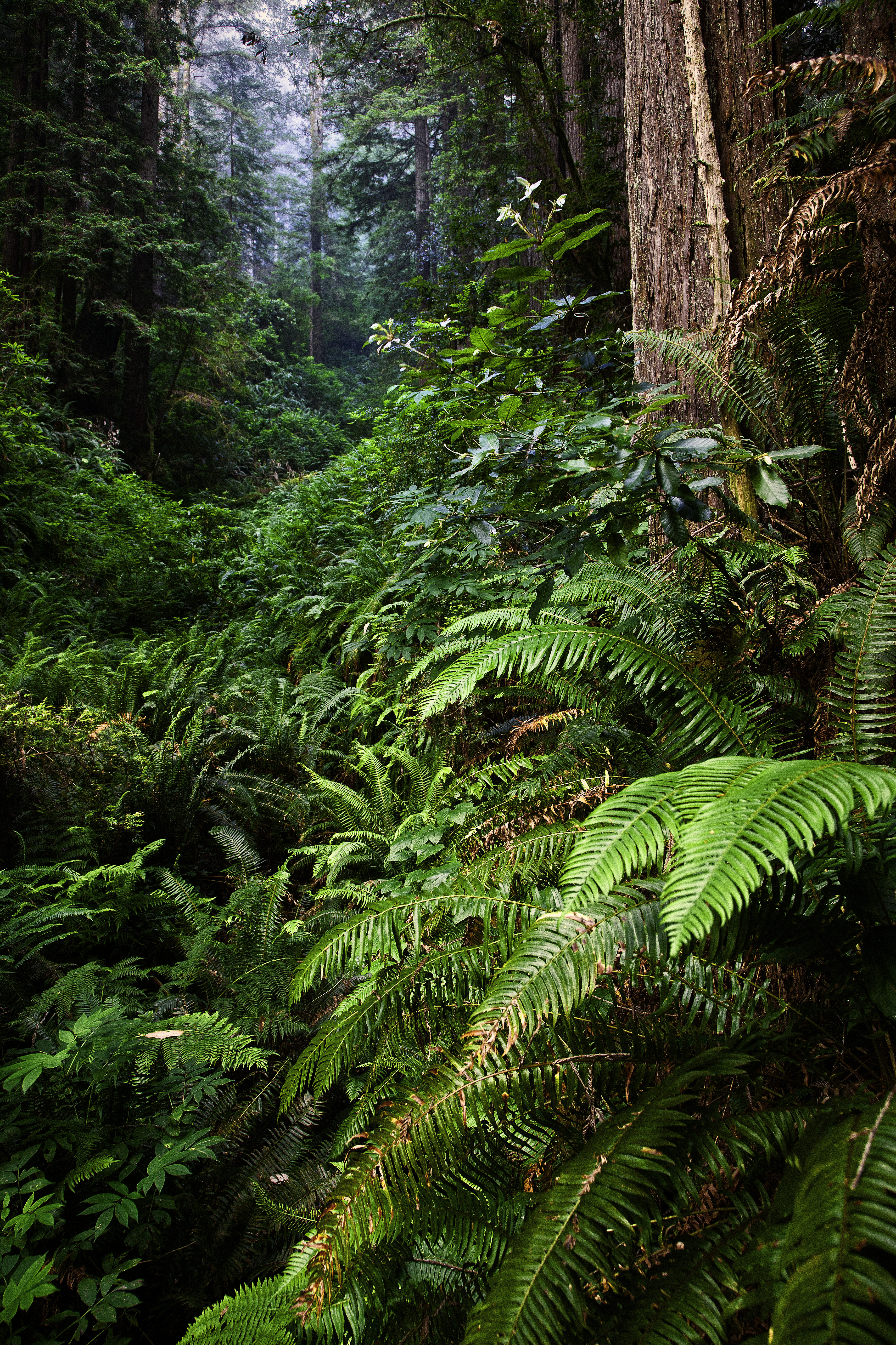 Wallpapers Mill Creek State Park Redwood National Park landscape on the desktop