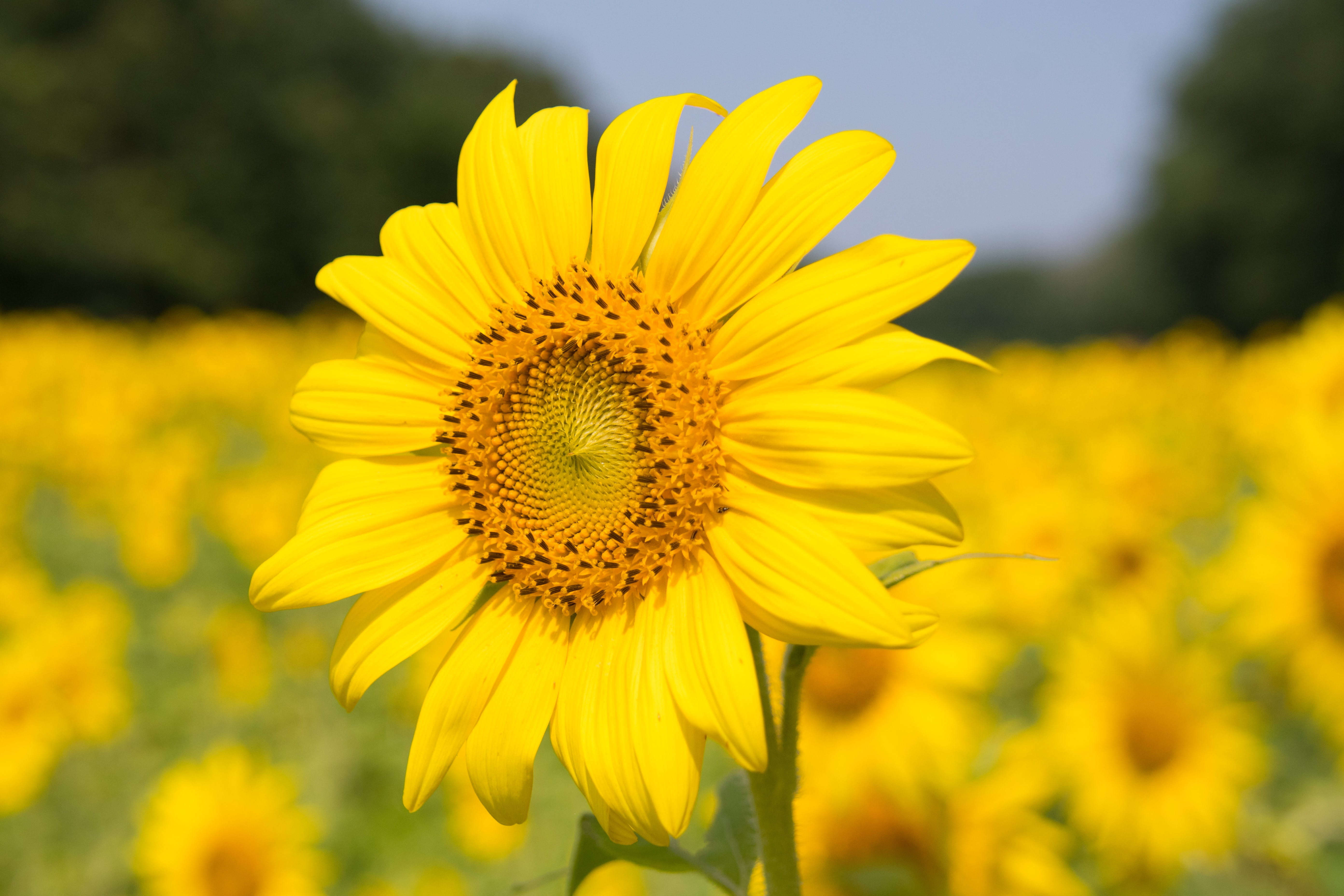 Free photo A large field of young sunflowers