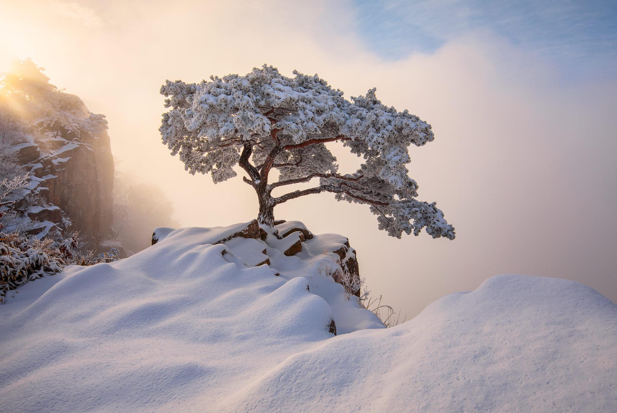 A snow-covered tree on the edge of a cliff