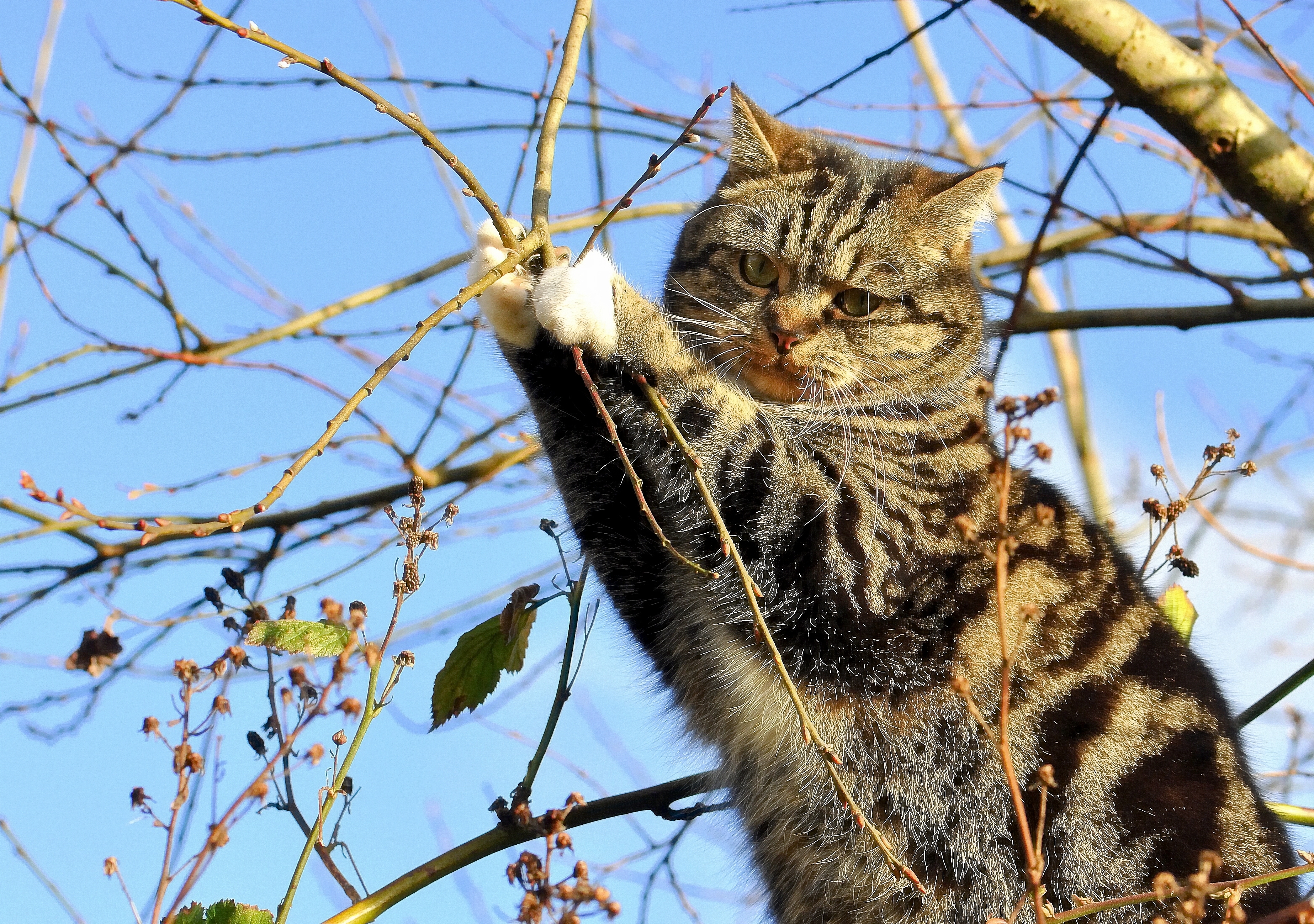 Free photo Cute kitty in a tree holding on to branches