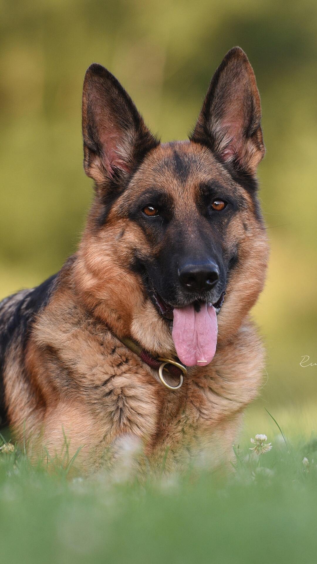 Download wallpapers German Shepherd Dog, Dog, Forest, Hunting Dogs, Pets for des