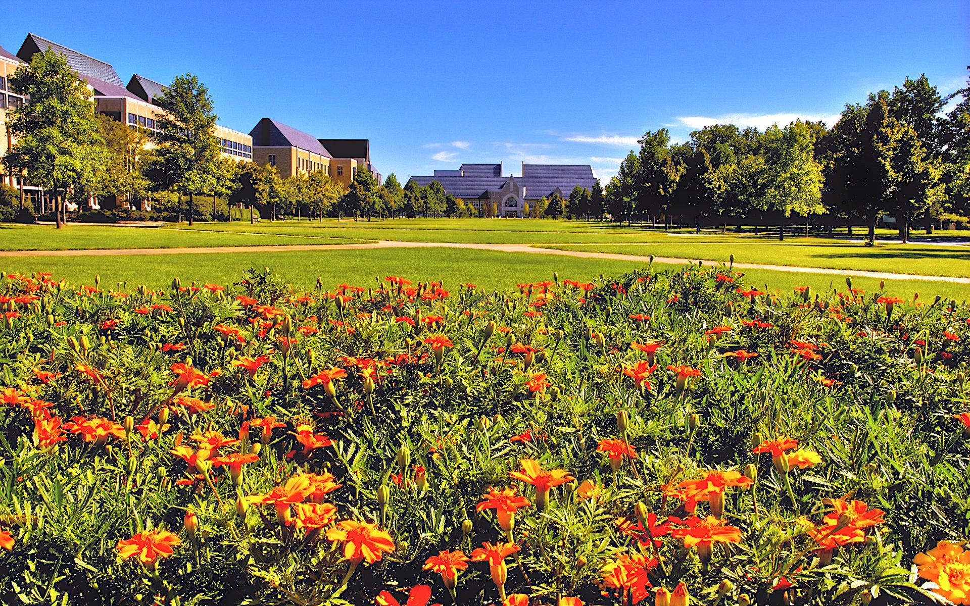 Wallpapers flowerbed flowers lawn on the desktop