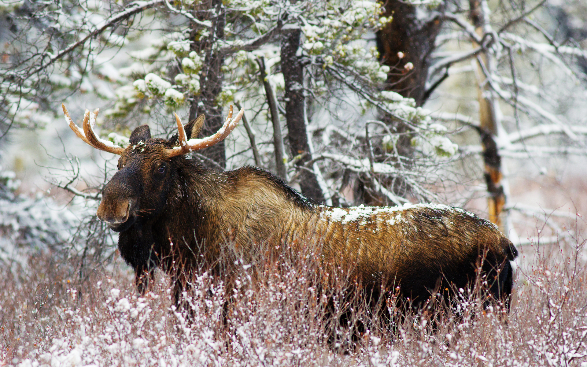 Wallpapers elk muzzle horns on the desktop