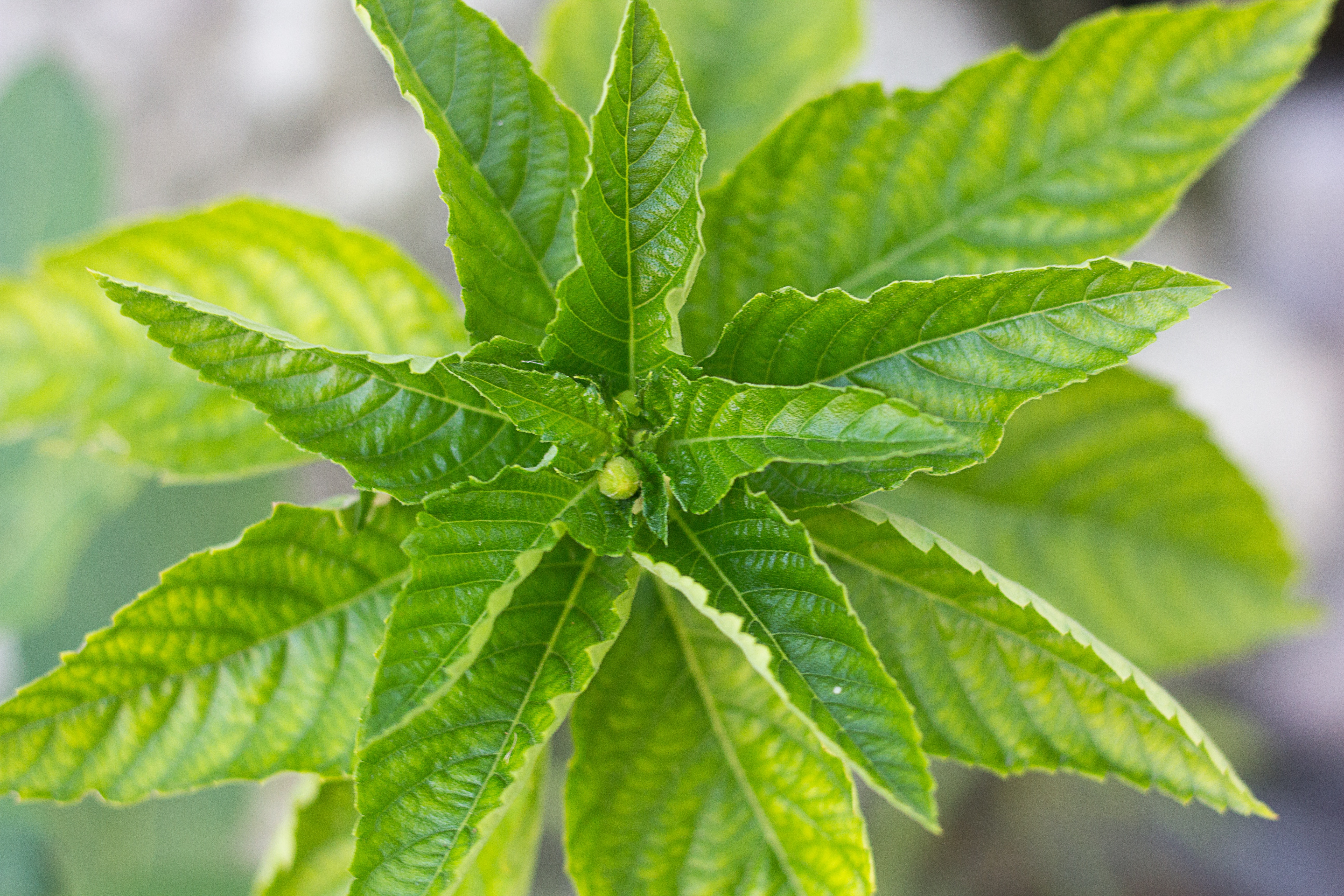 桌面上的壁纸药材 润饰 蜜蜂