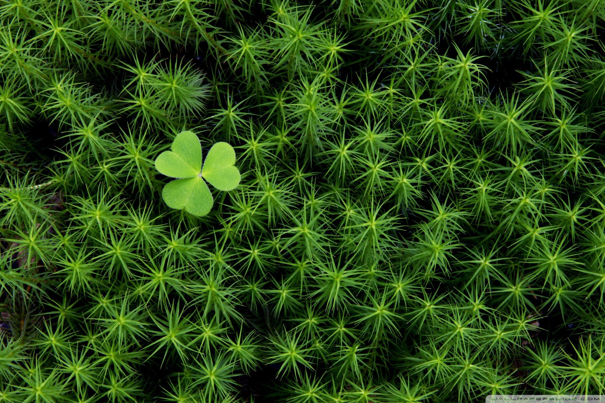 Free photo Green clover petals