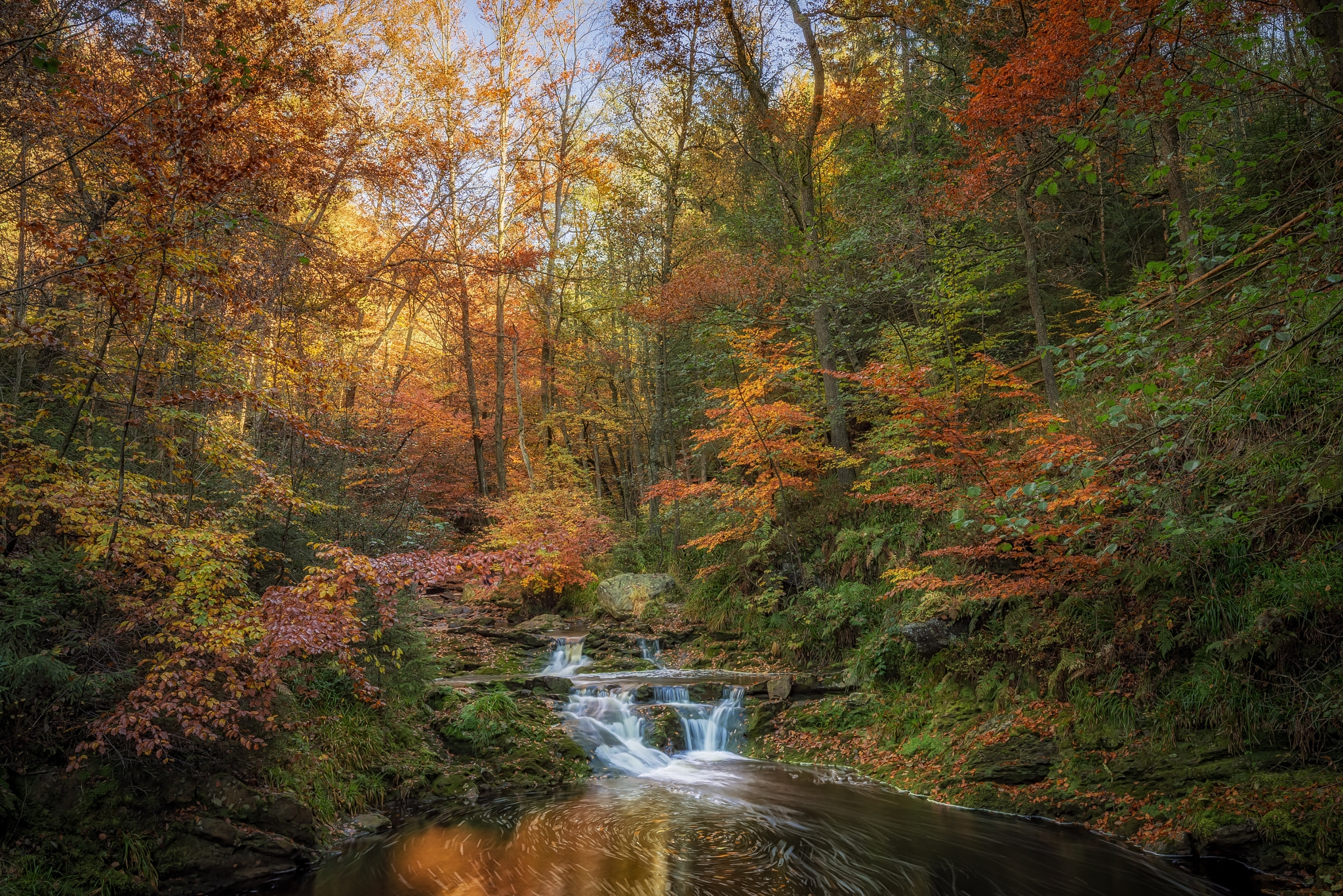 Wallpapers nature beautifully forest on the desktop