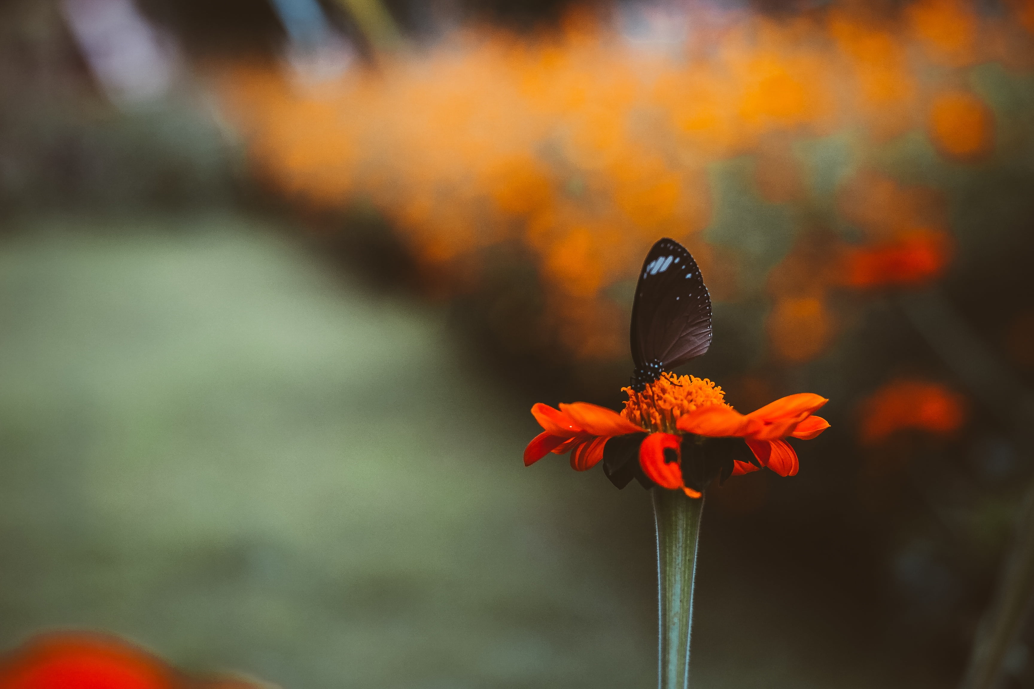 一只黑色蝴蝶坐在一朵橙色花朵上