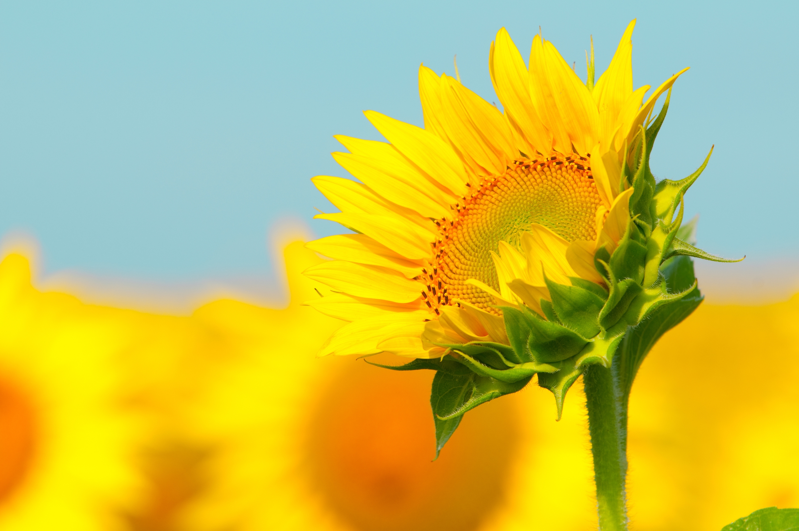 Wallpapers wallpaper sunflower boke close on the desktop