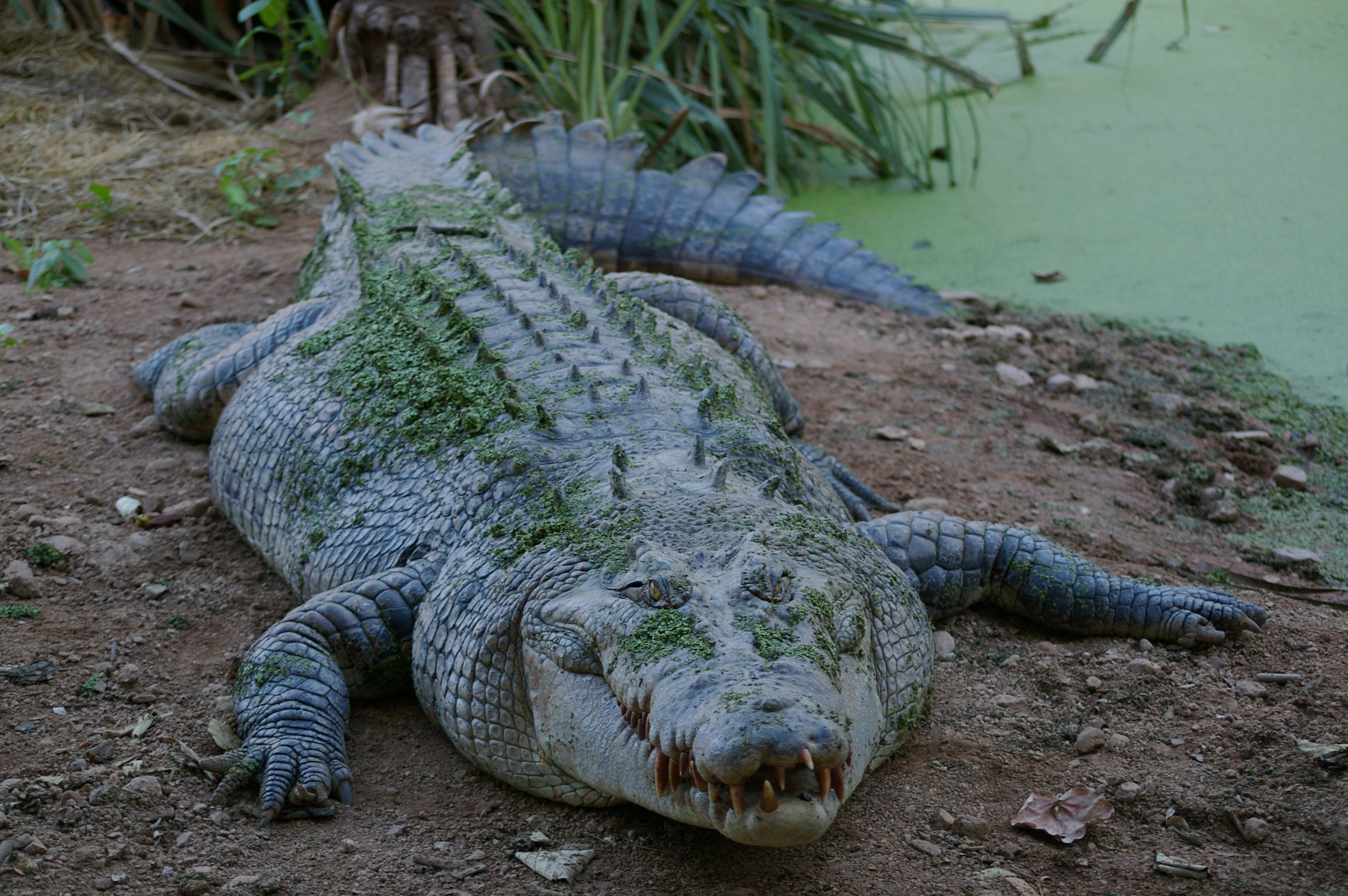 A big and scary crocodile is lying on the bank of the river
