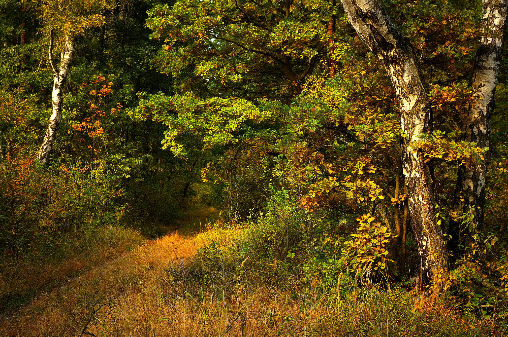 Free photo A path in a dense forest