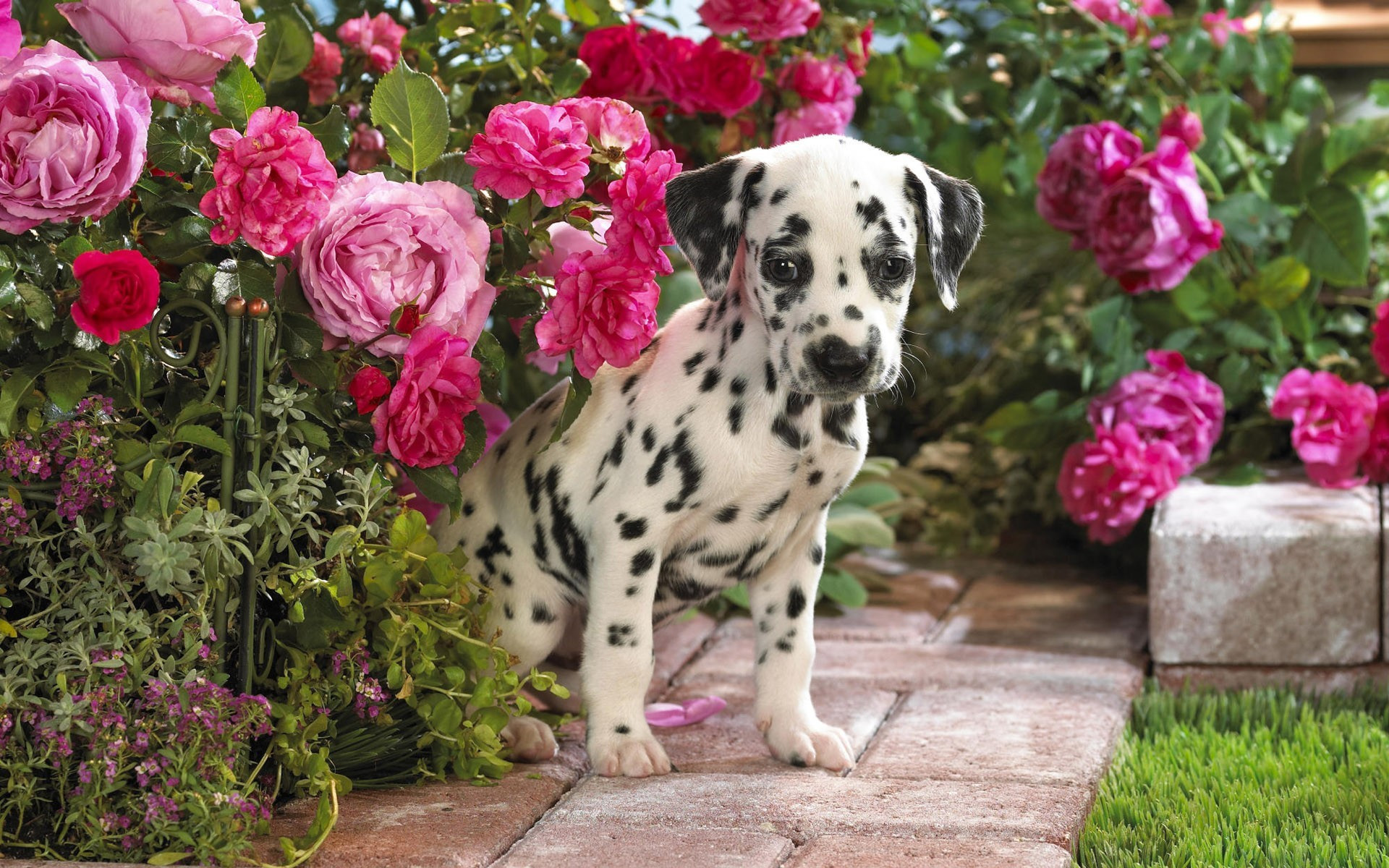 免费照片带粉色花朵的斑点狗墙纸