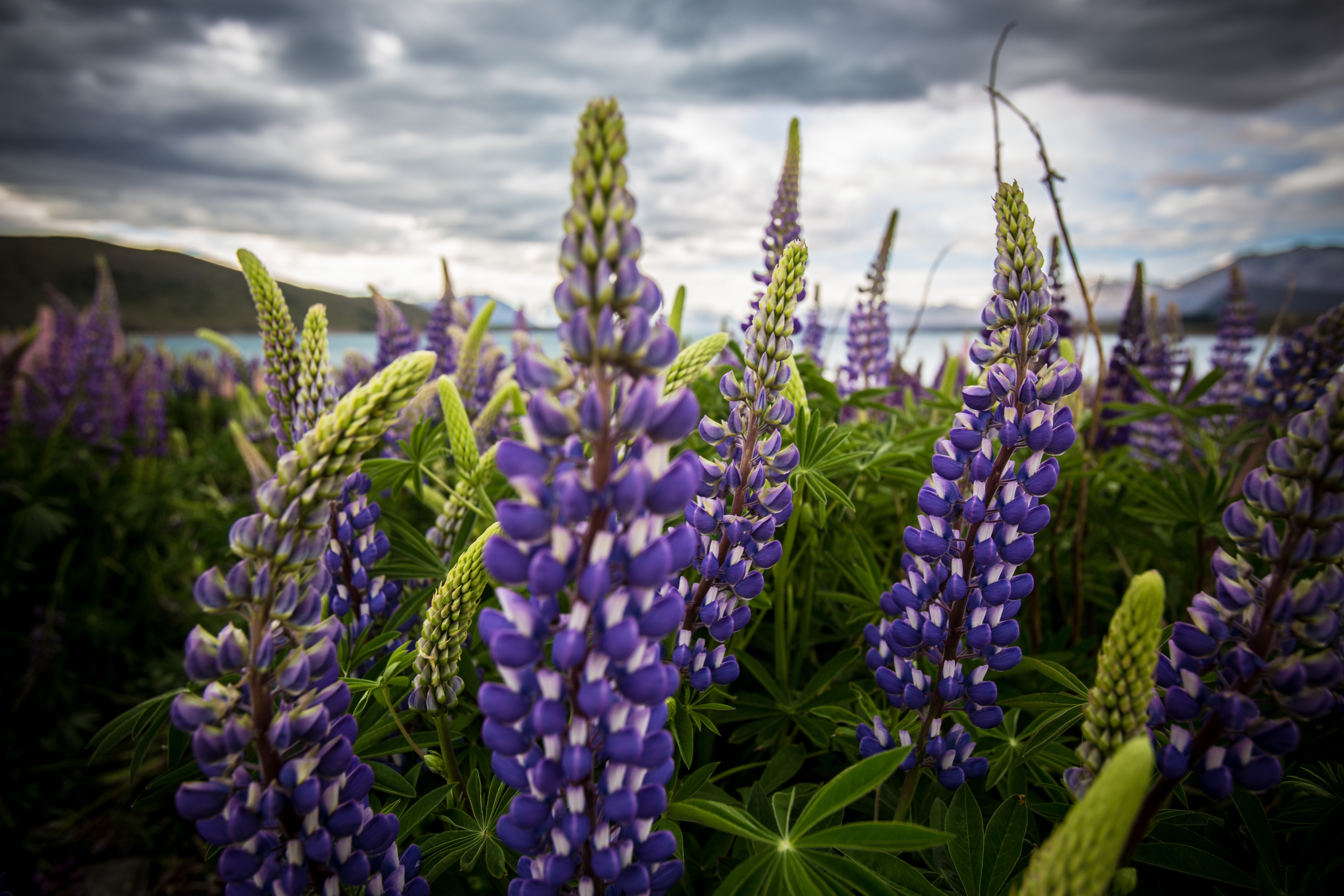 Free photo Purple lupine flowers