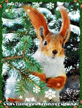 主题为松鼠 分支机构 动物的明信片免费下载