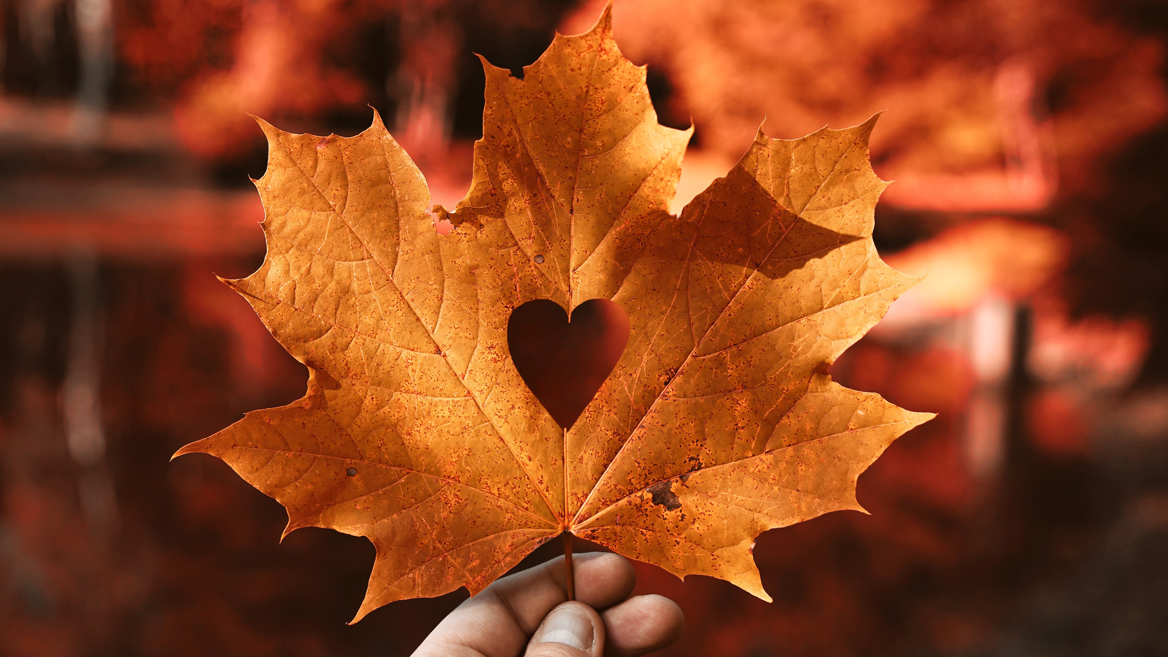 Free photo A dried maple leaf with a heart.