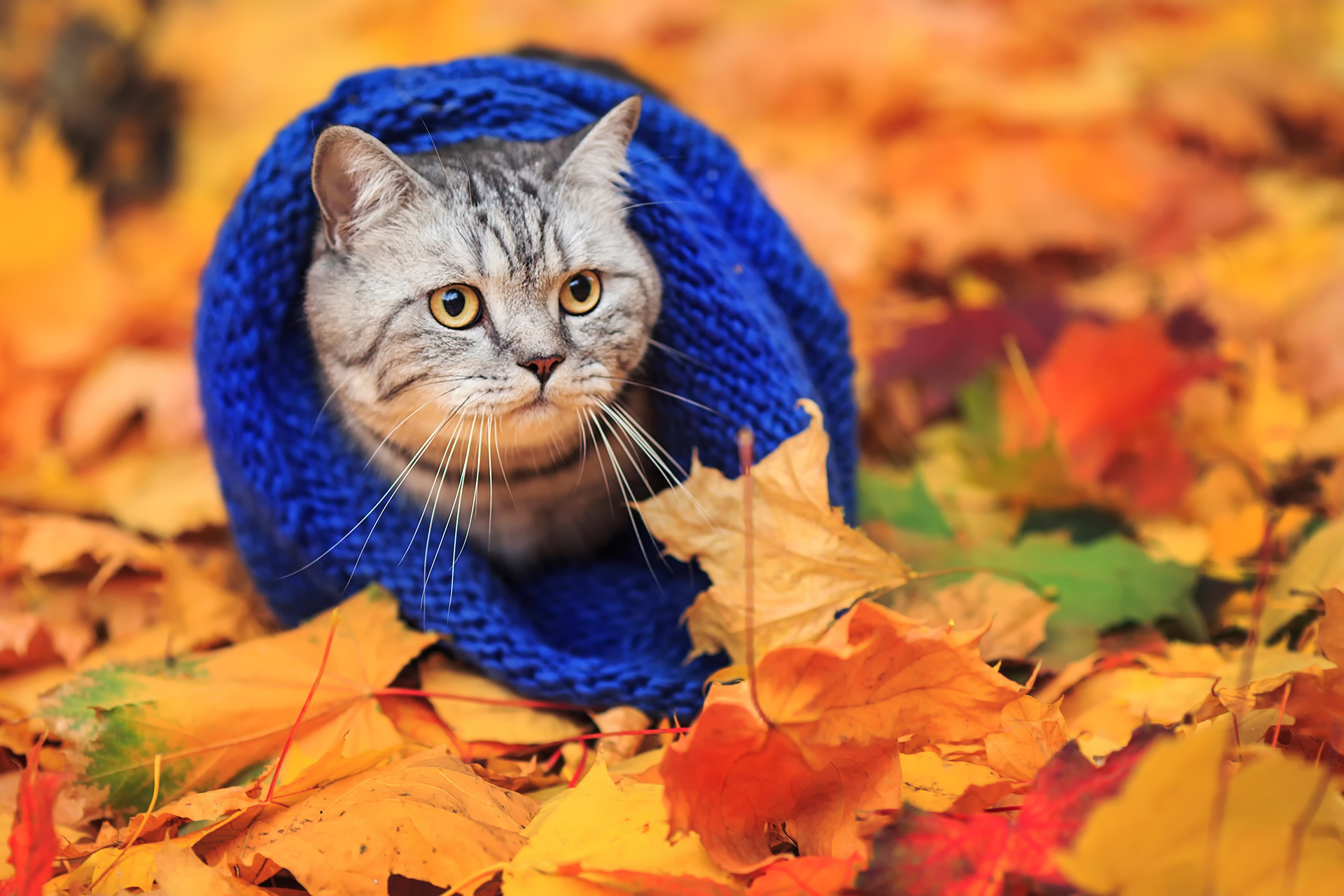 Wallpapers wallpaper funny cat leaves cute on the desktop