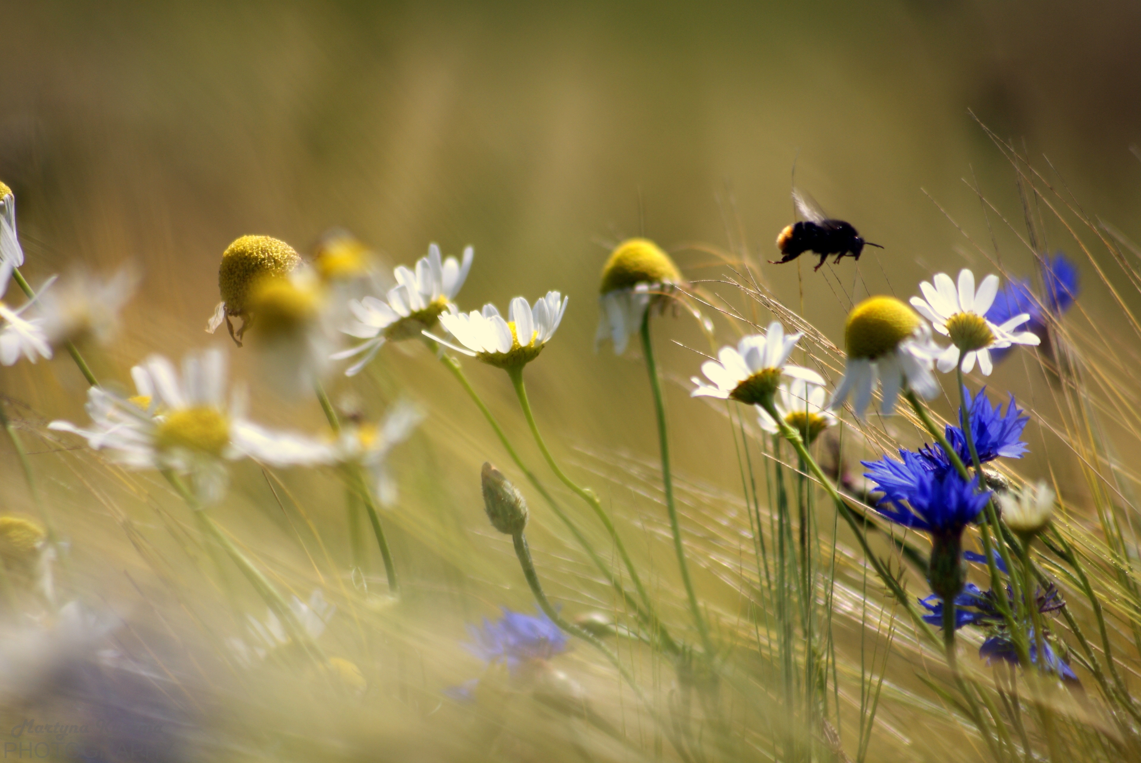 Wallpapers daisies bee plants on the desktop