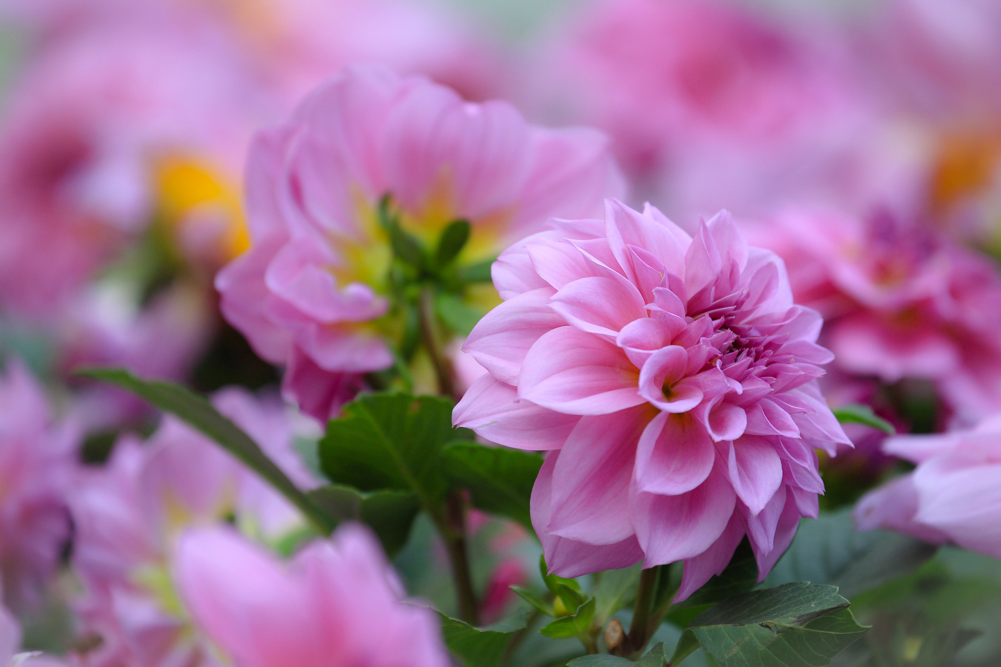 Wallpapers close-up flower arrangement flora on the desktop