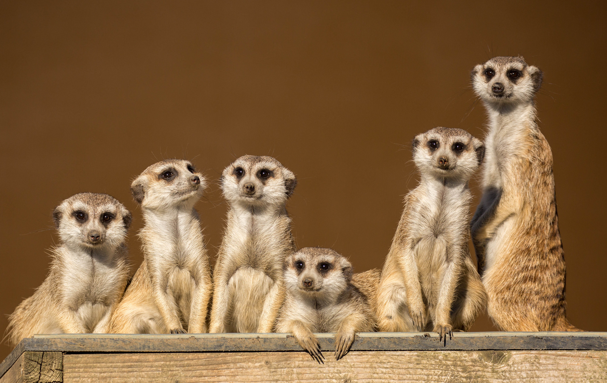 Free photo Meerkats desktop