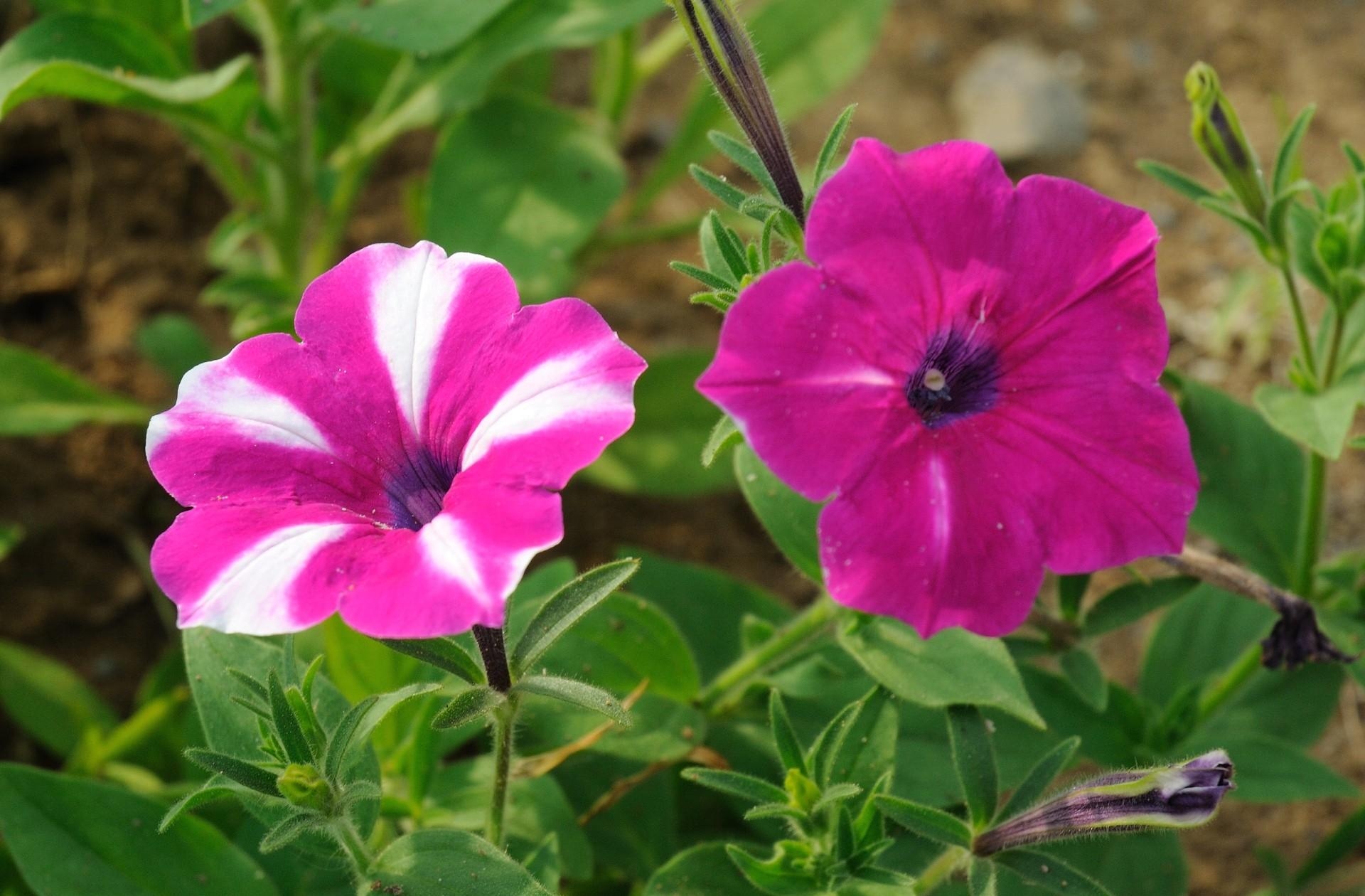 Free photo Pink petunia flowers