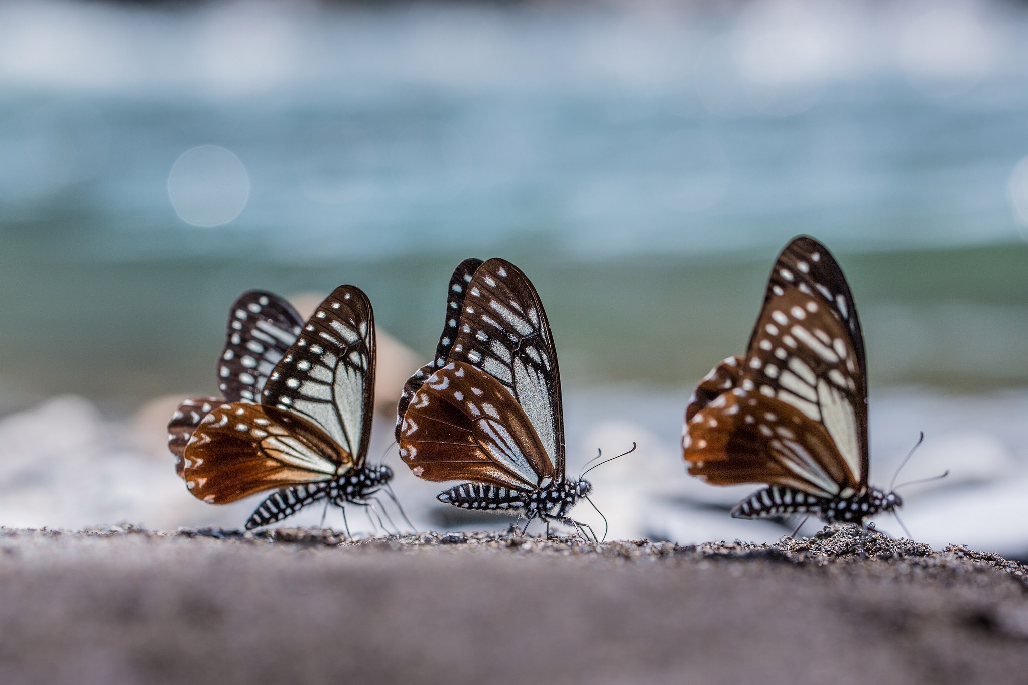 Free photo Butterflies with beautiful wings