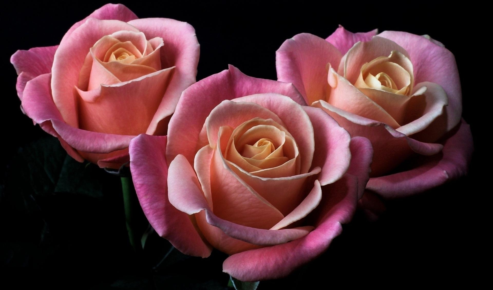 Free photo Three pink roses