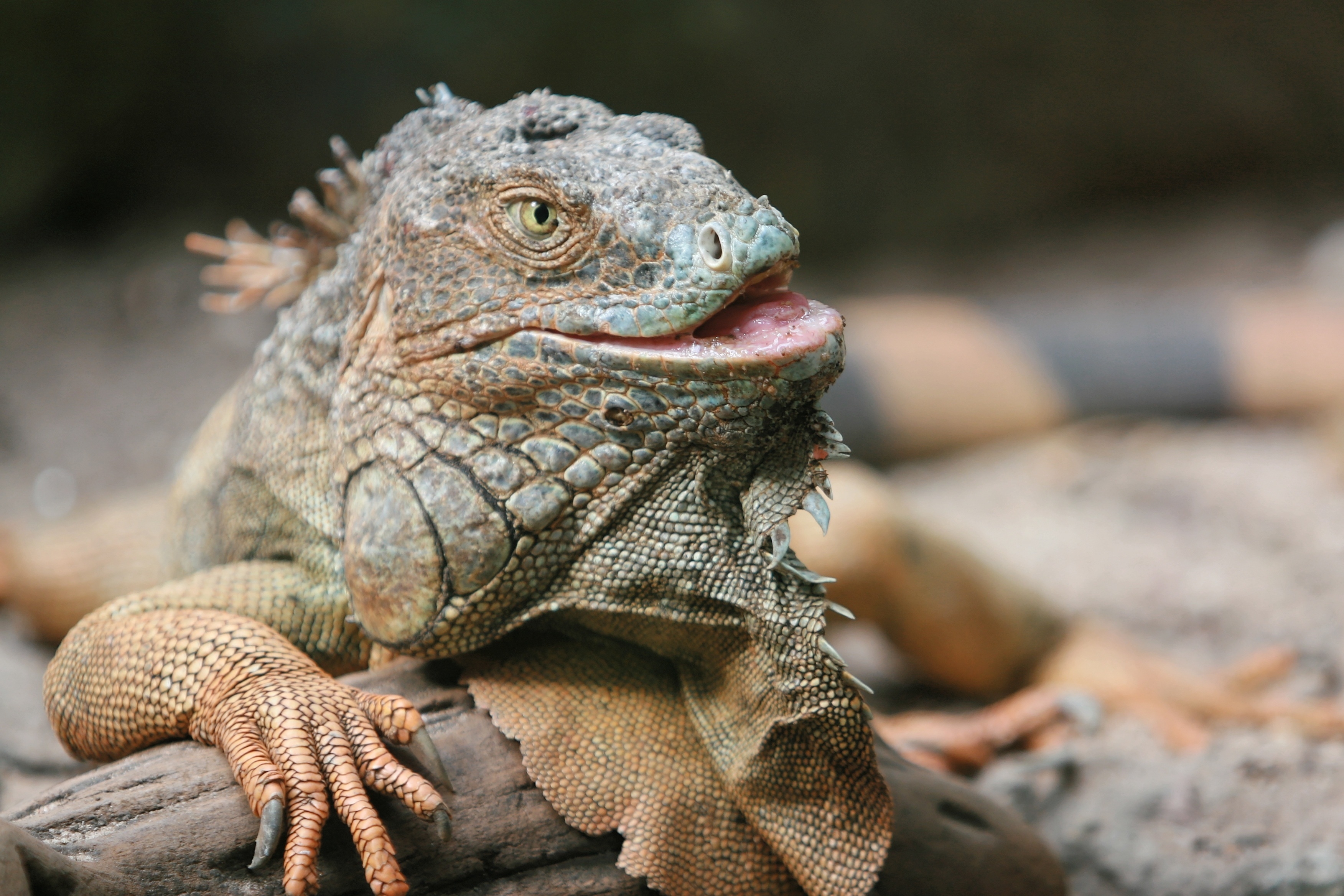 Close-up of an iguana