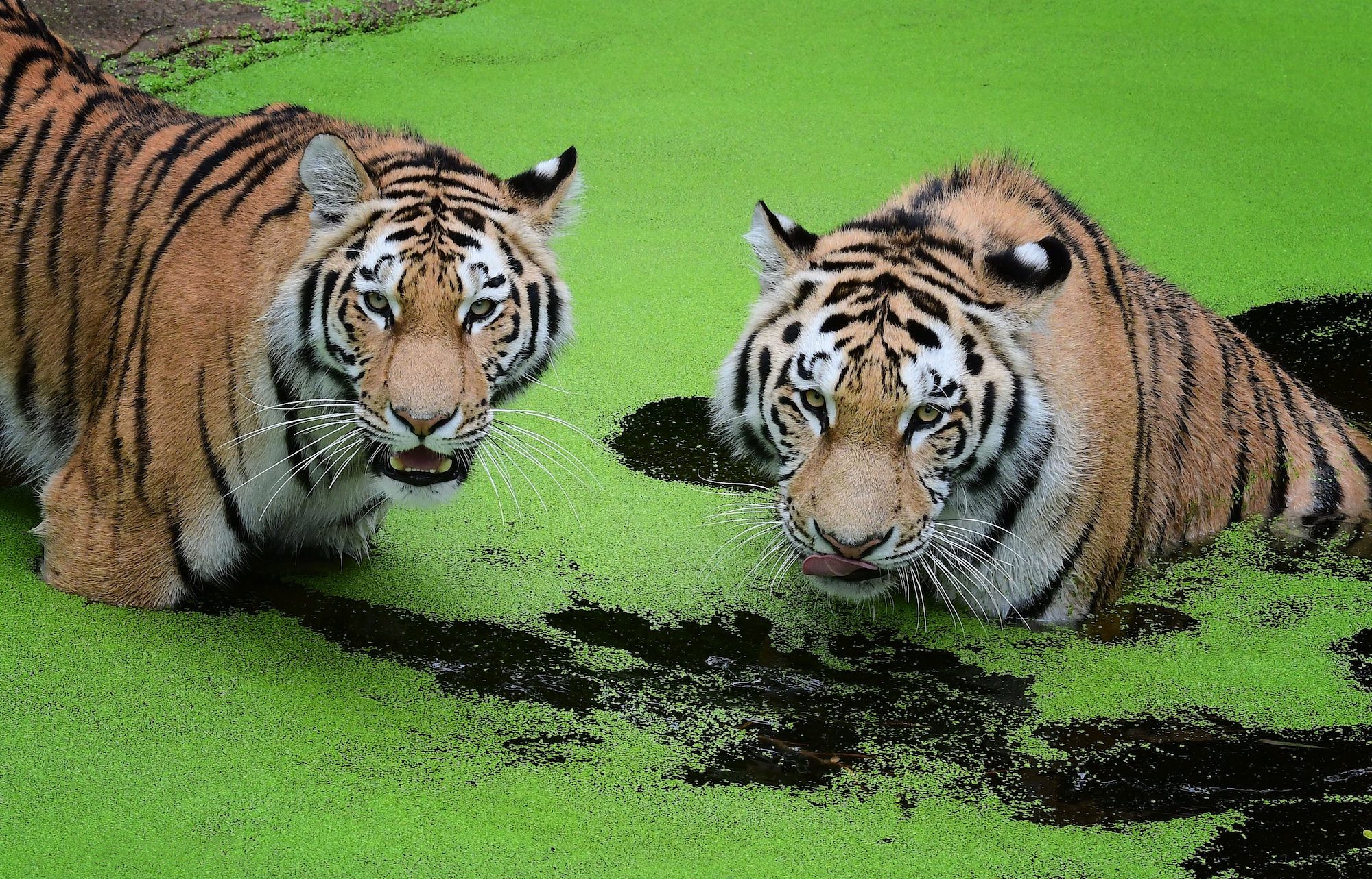 Free photo Wallpaper on the table Amur tiger, predator