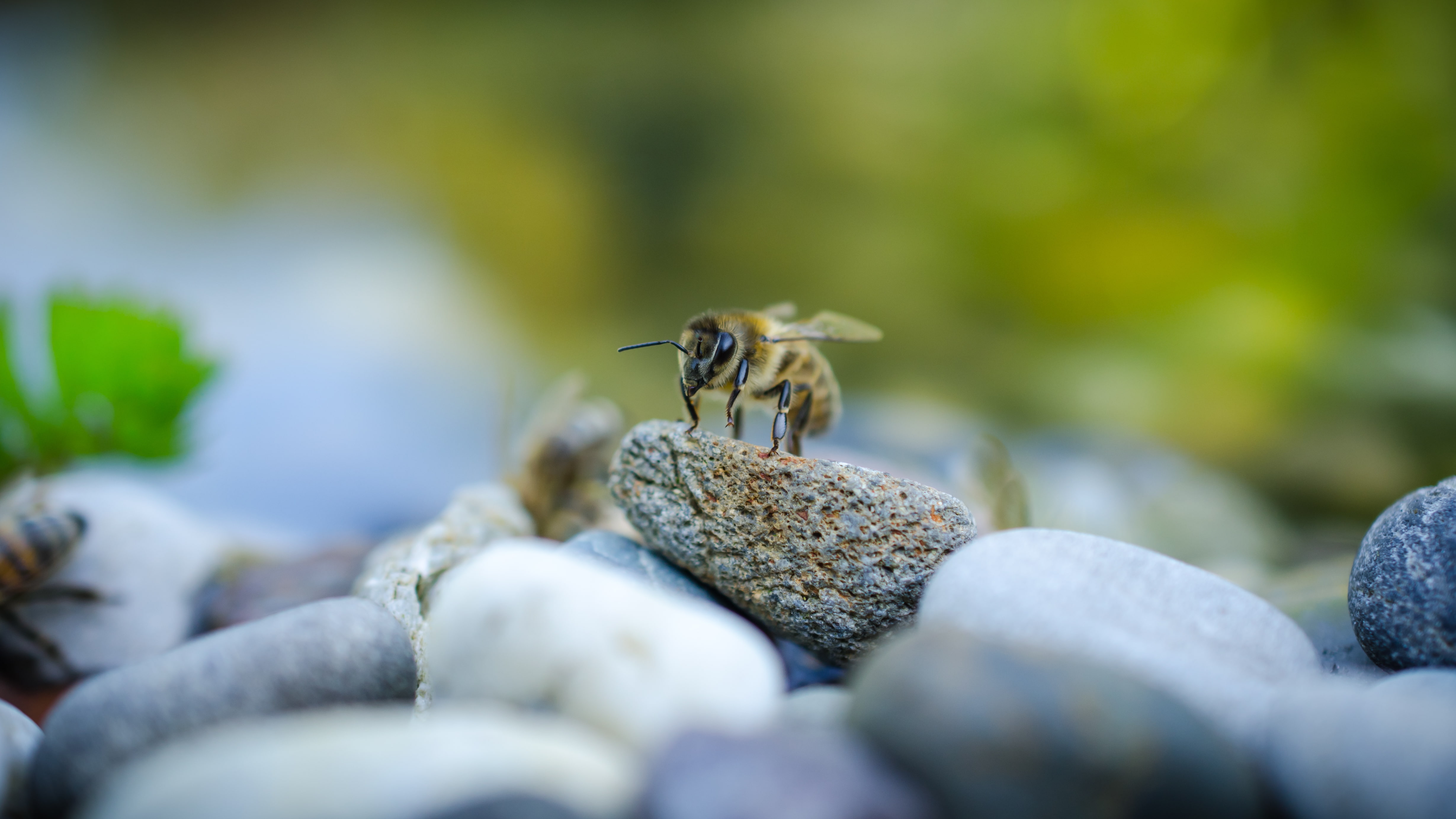 Wallpapers bee kamni background blurred on the desktop
