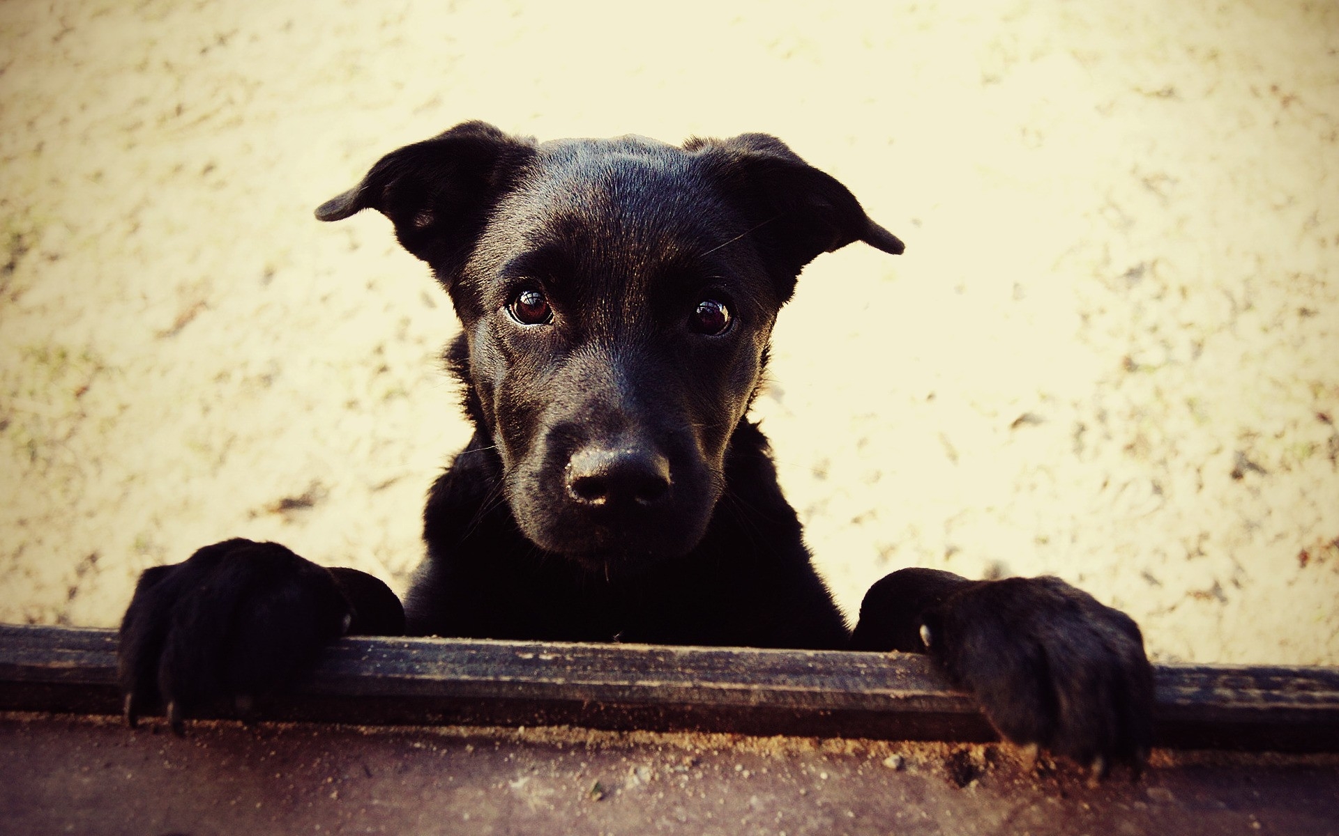 一张黑色斜耳狗的照片。