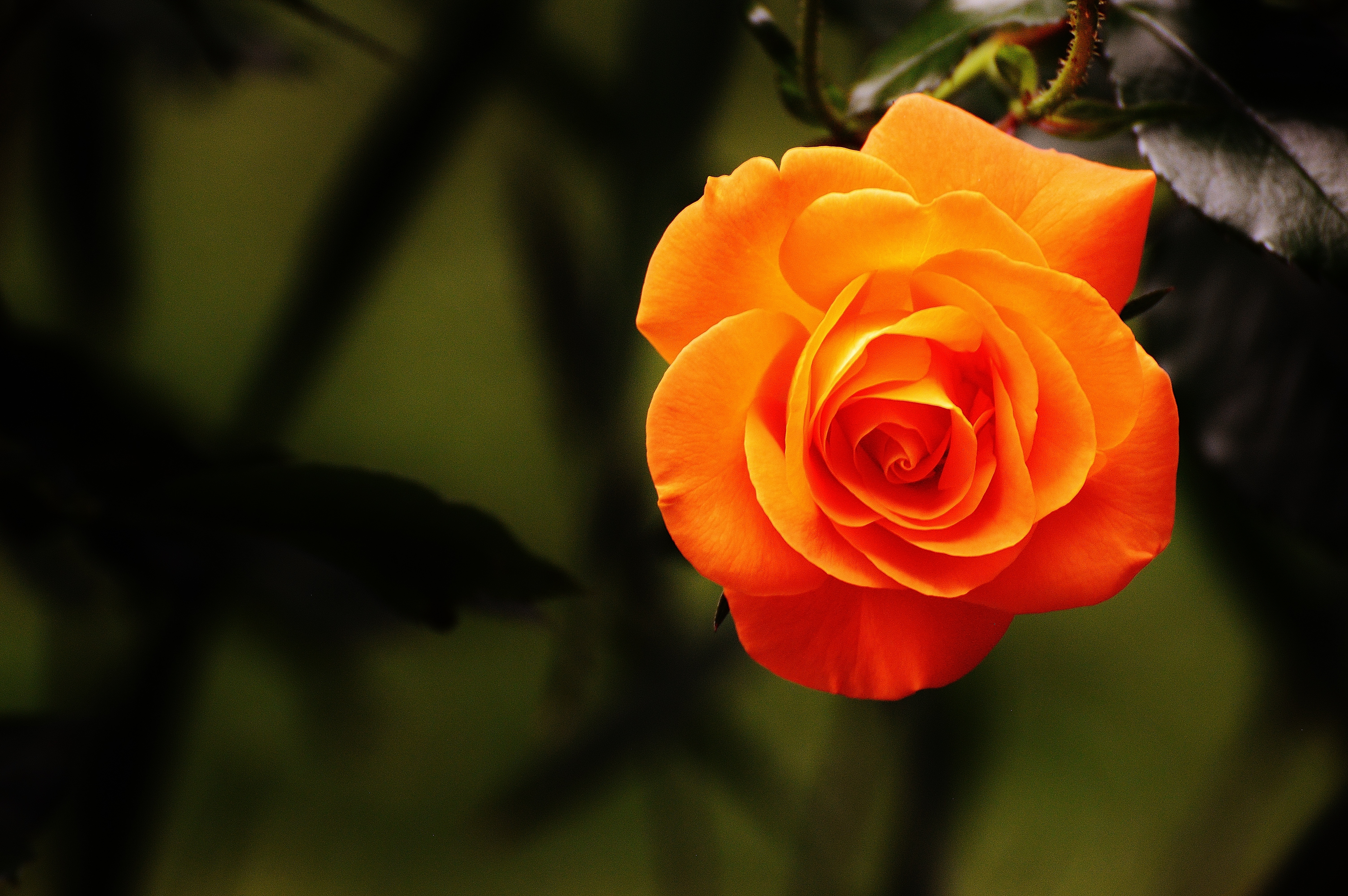 一朵鲜艳的橙色孤傲玫瑰