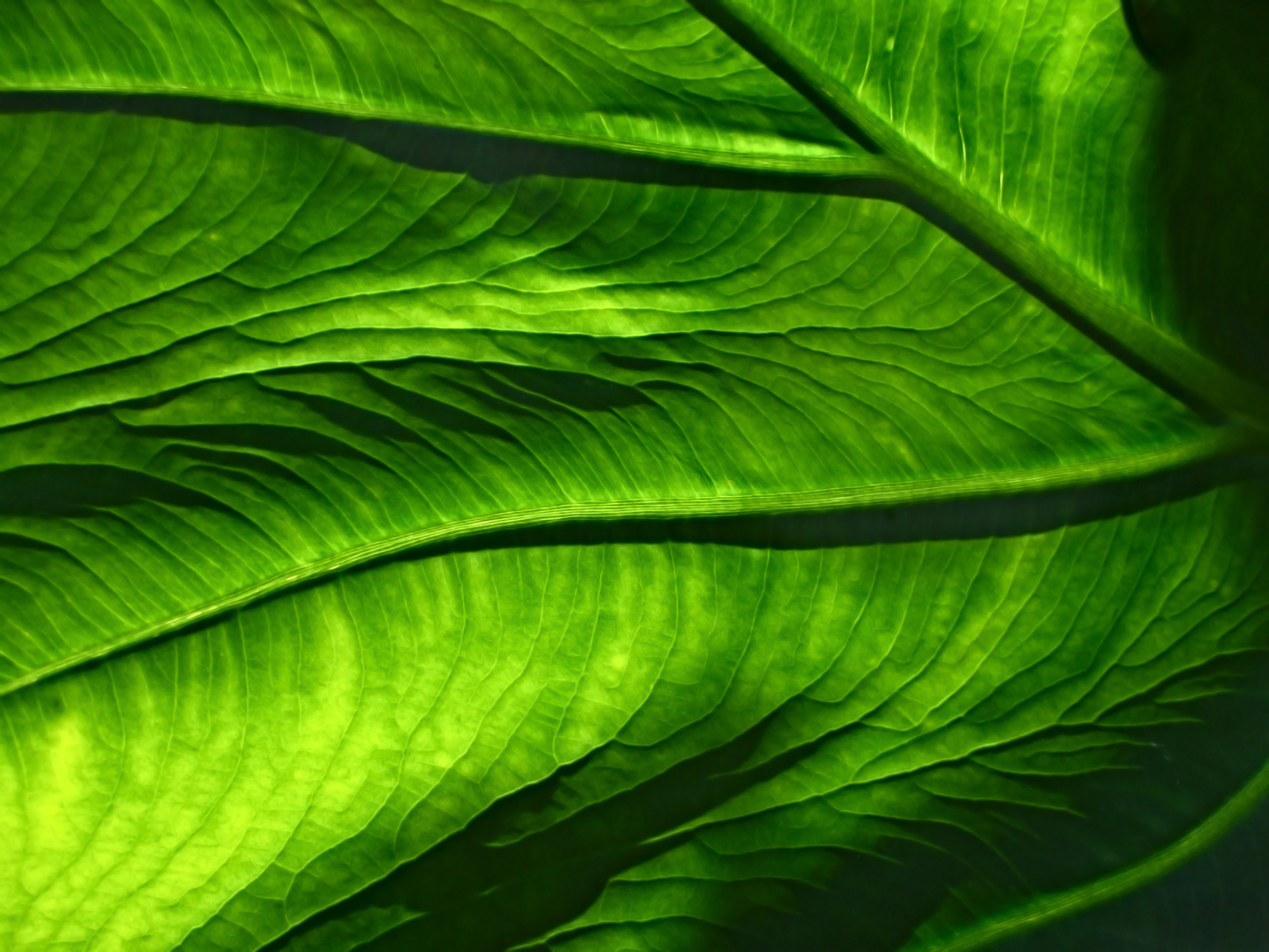 Free photo The structure of a green fern leaf