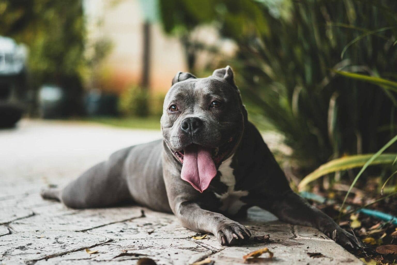 Wallpapers pit bull dog protruding language on the desktop