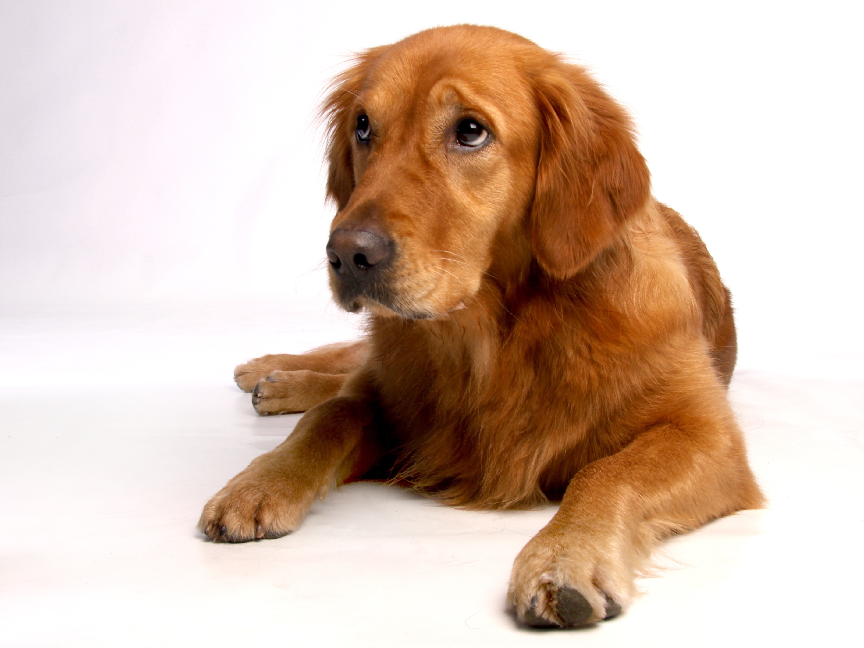 Free photo Duck Tolling Retriever