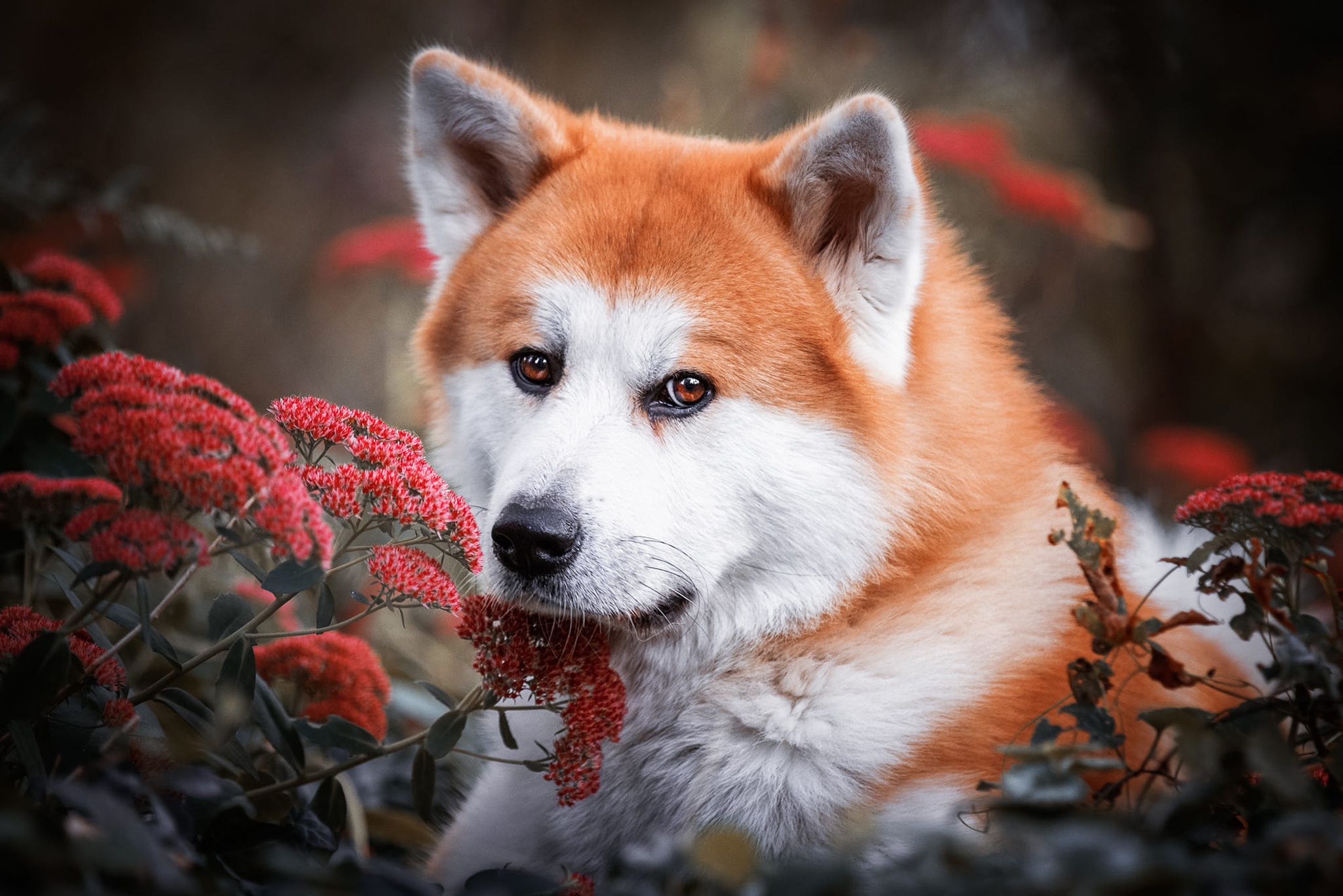 免费照片红色秋田犬与红花